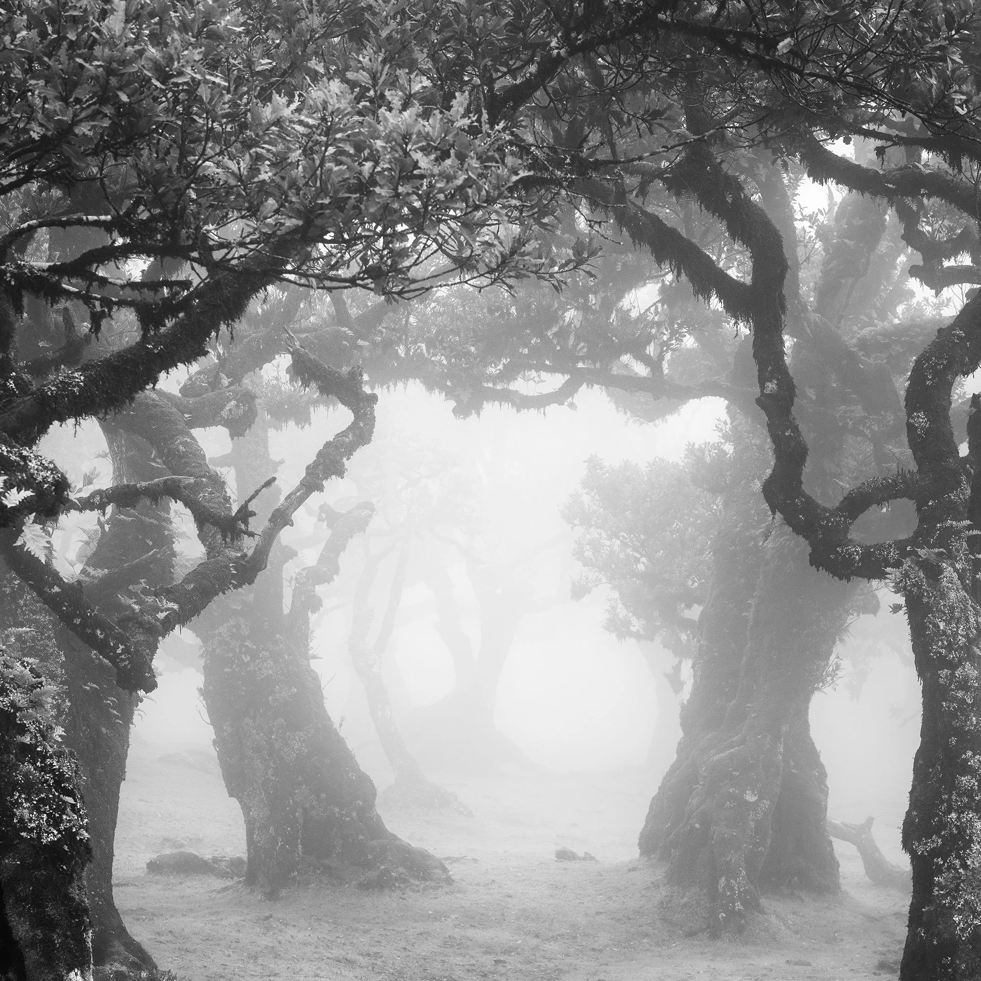 Monochrome forest textures and soft mist in Mystical Forest Clearing, photographed in Madeira by Gerald Berghammer.