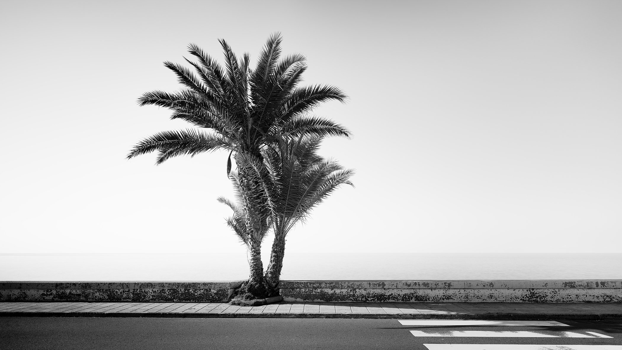 Palm Tree on the Roadside Study 2 by Gerald Berghammer, minimalist black-and-white photograph of a palm tree beside the sea in Madeira, Portugal.