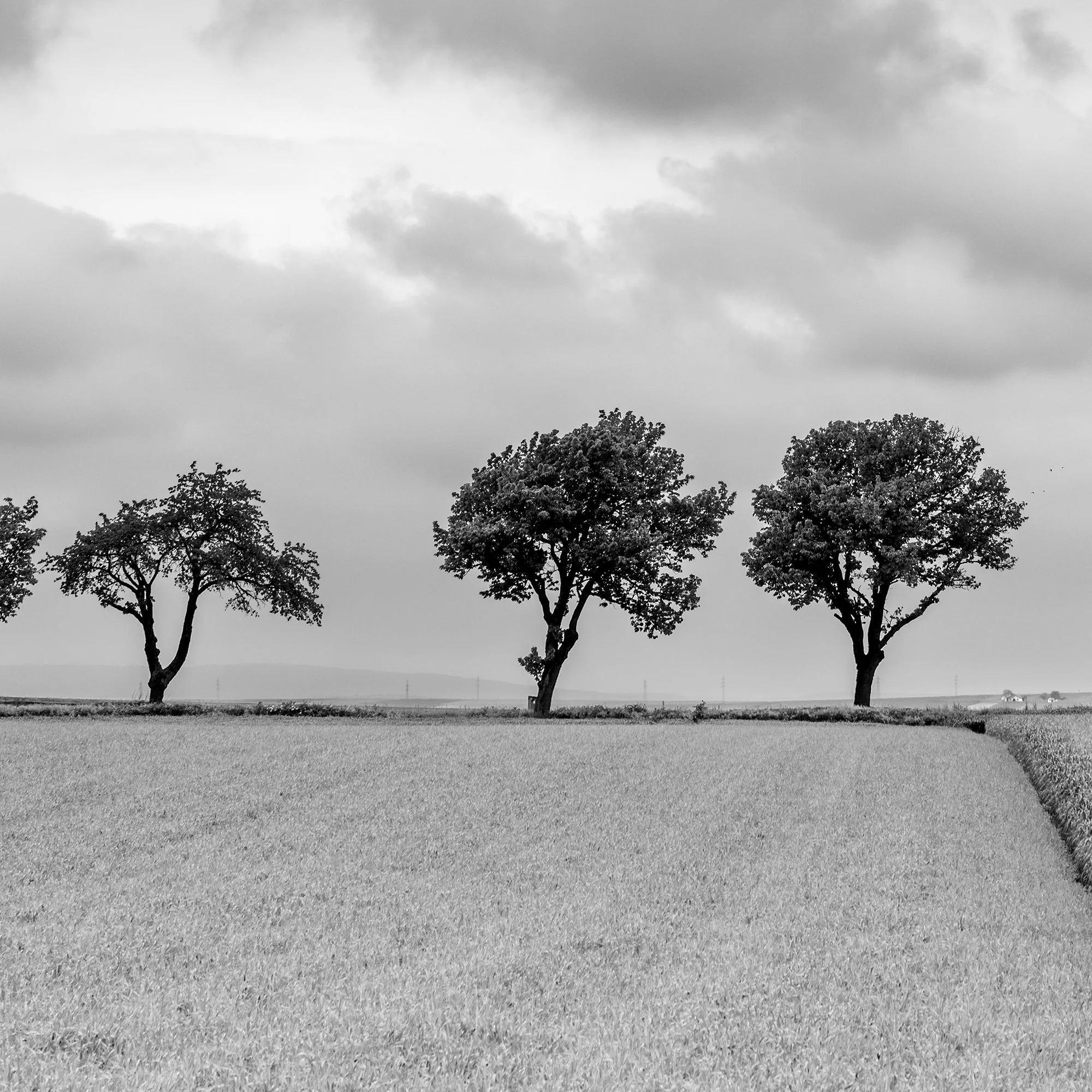 Close-up of three trees and textured farmland beneath soft clouds in Austria. Photo by Gerald Berghammer.