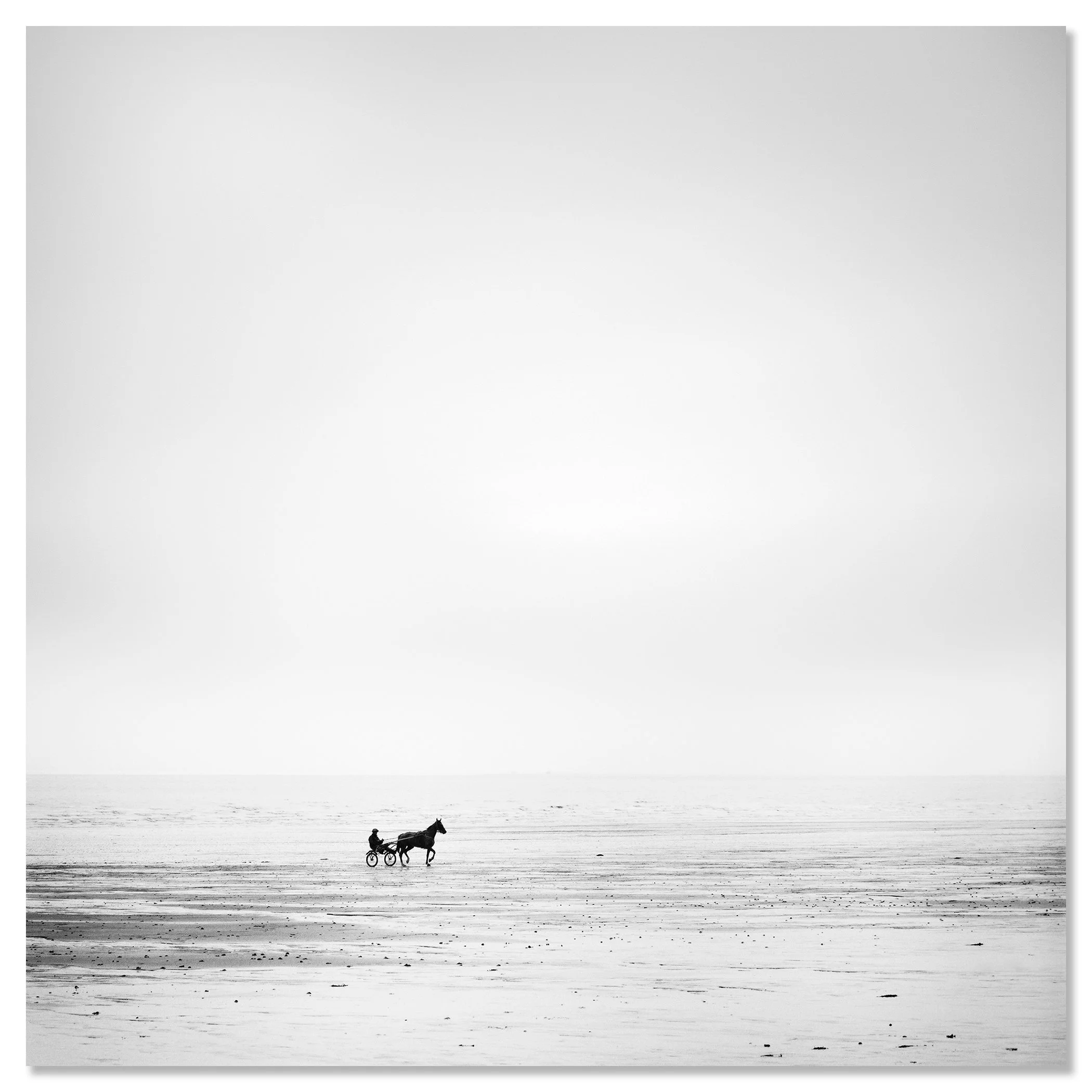 Black-and-white harness-racing horse and sulky speeding along an empty shoreline – dibond frameless