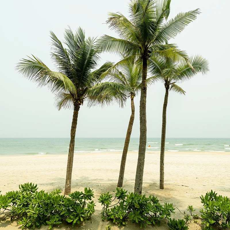 Colour photography by Gerald Berghammer: four palm trees on a sandy beach with ocean waves and green shrubbery