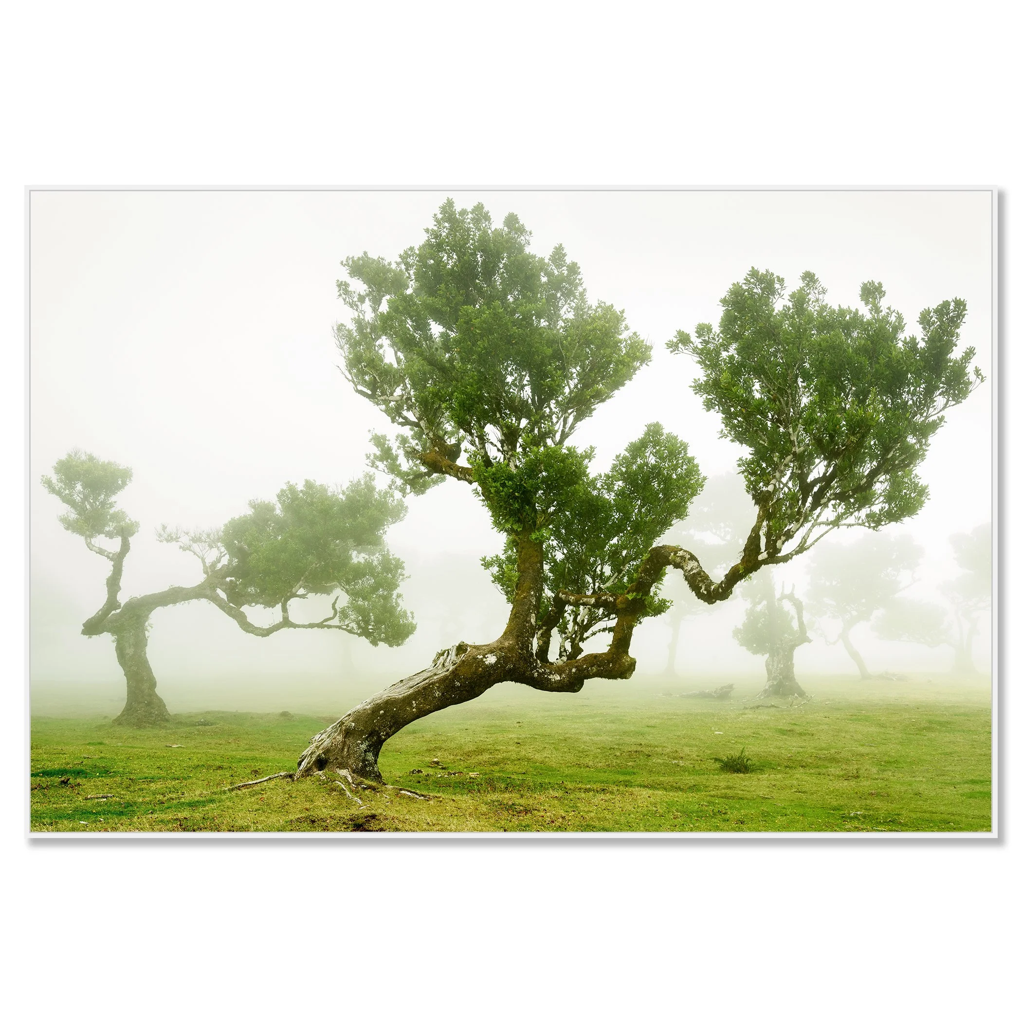 © 2021 Gerald Berghammer - Wind-shaped trees in a green meadow surrounded by soft morning fog, creating a calm, atmospheric landscape. Chomaluxe framed white