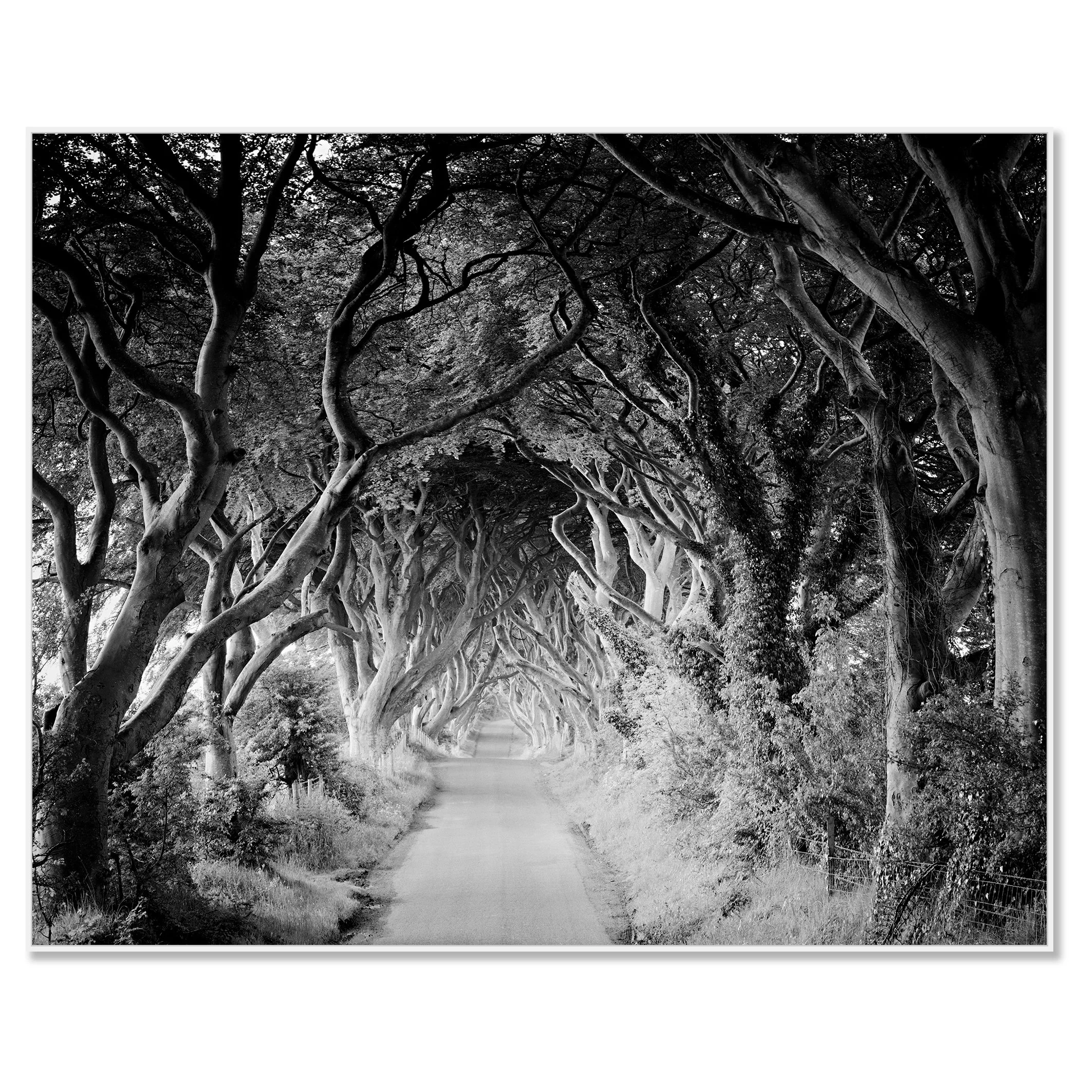 The Dark Hedges Study 3 by Gerald Berghammer on aluminium Dibond in a white aluminium ArtBox frame.