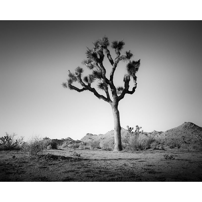 Gerald Berghammer - Joshua Tree in Mojave Desert, California, USA