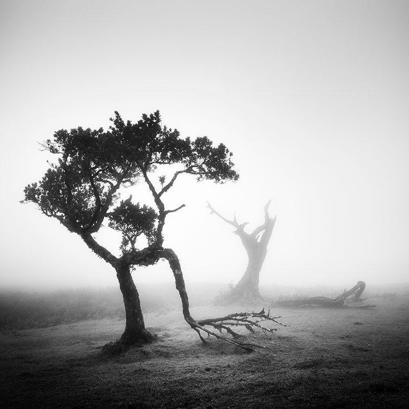 Ancient Laurel Cloud Forest Study 1 by Gerald Berghammer, black-and-white photograph of an ancient laurel tree emerging through mist in Madeira, Portugal.