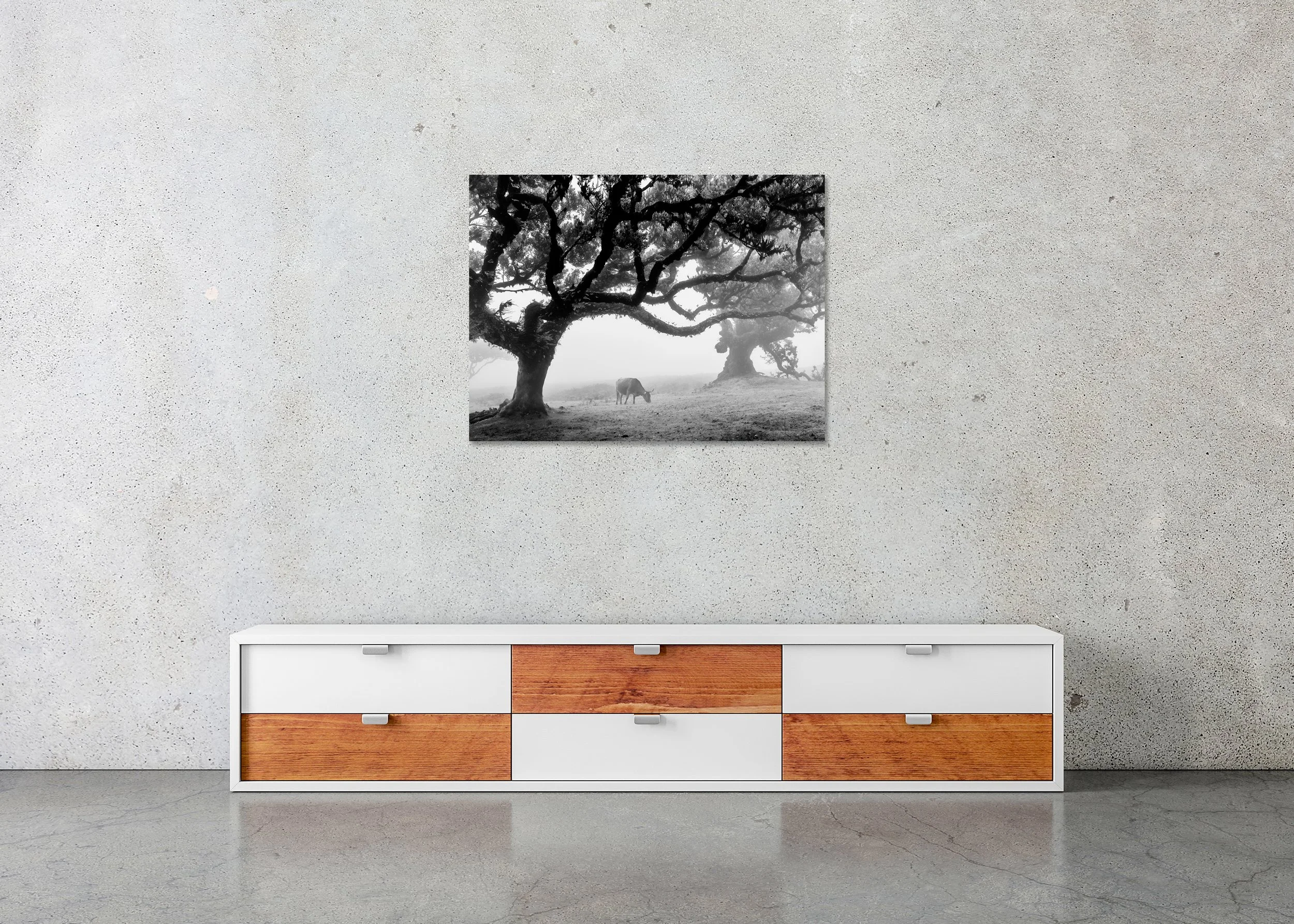 Cows in a Foggy Pasture Study 4 – Portugal, black-and-white photo print mounted on Dibond, frameless