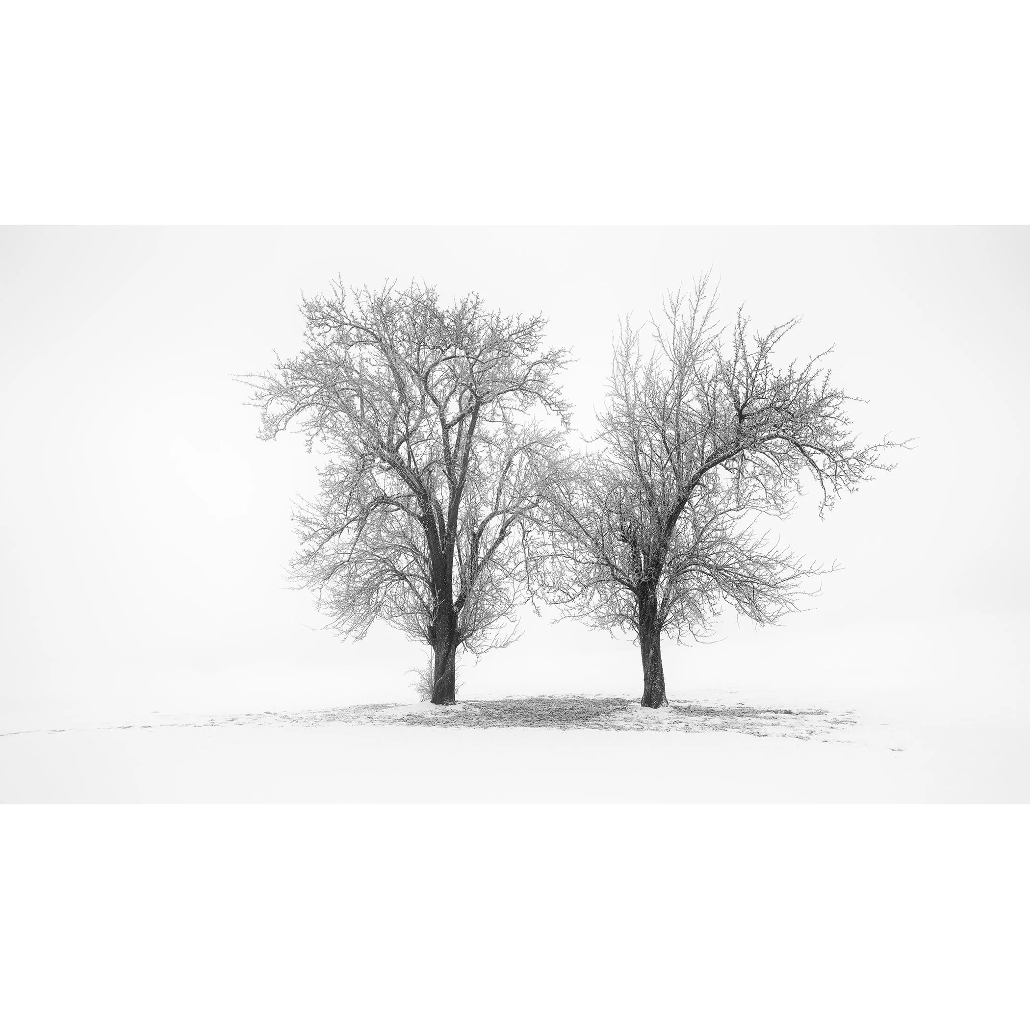 Still Winter Morning Study 1 by Gerald Berghammer, two leafless trees in a minimalist black-and-white winter landscape in Austria.