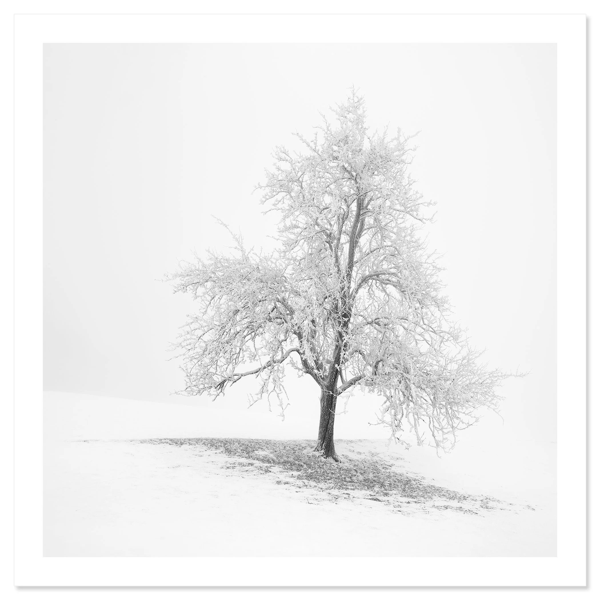 Frosted Winter Tree – Austria as an unframed black-and-white fine art print by Gerald Berghammer.