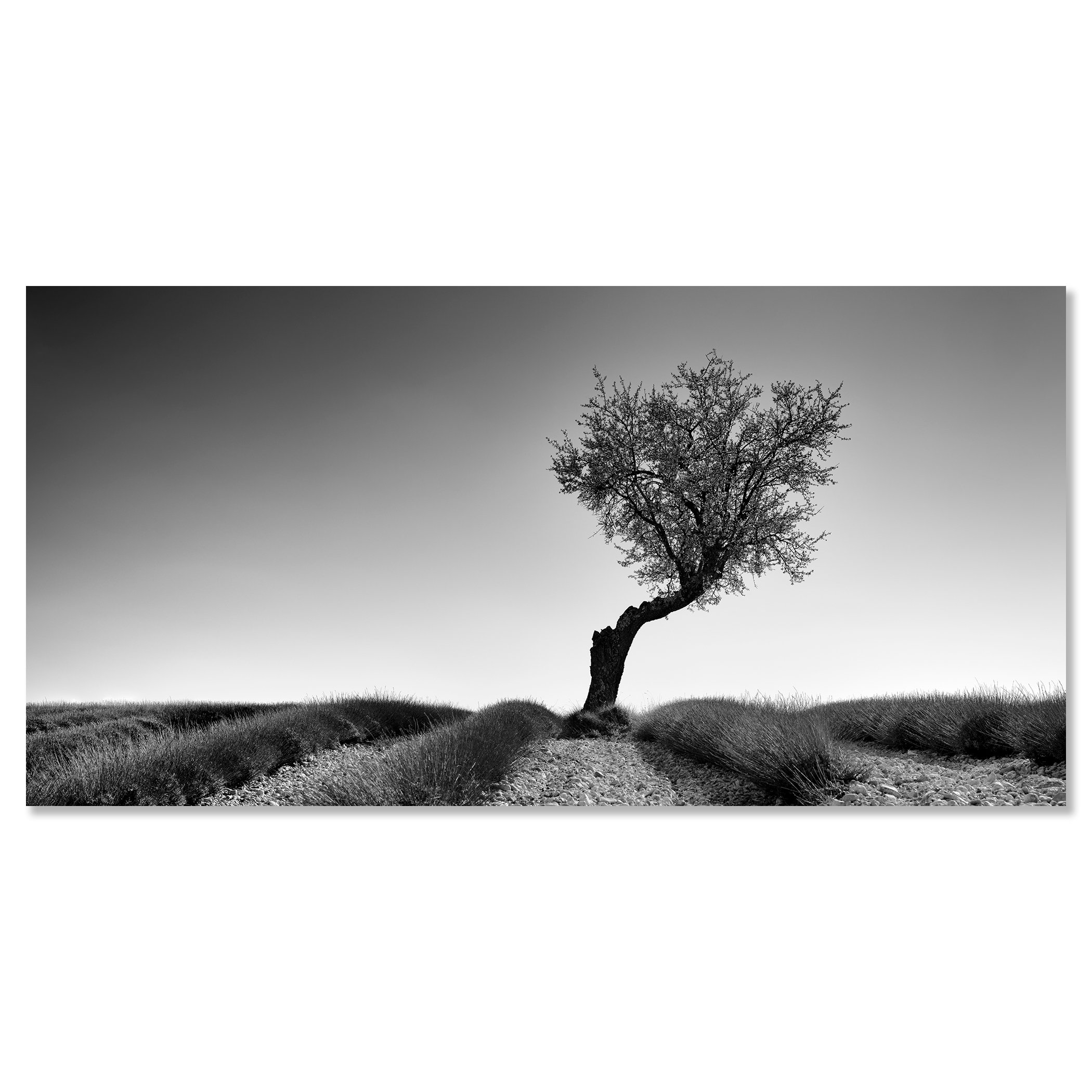 Lavender Field with Tree Panorama Study 1 by Gerald Berghammer, black-and-white photograph mounted on frameless aluminium Dibond.