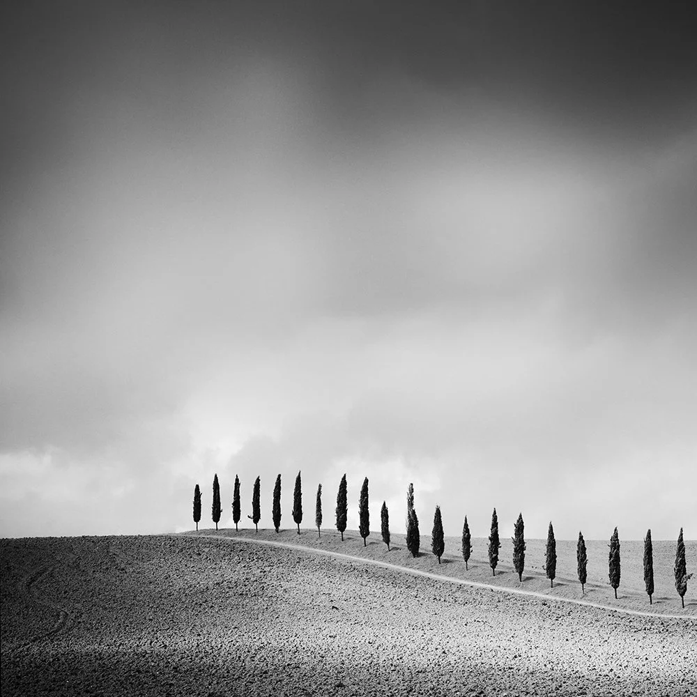 Minimalist black-and-white landscape photograph by Gerald Berghammer showing a diagonal row of cypress trees across a hillside beneath a cloudy sky.