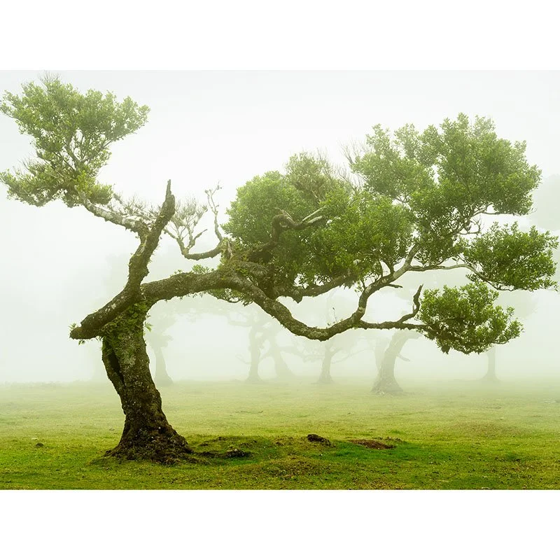 Gerald Berghammer - Laurel Forest Study 4, Portugal