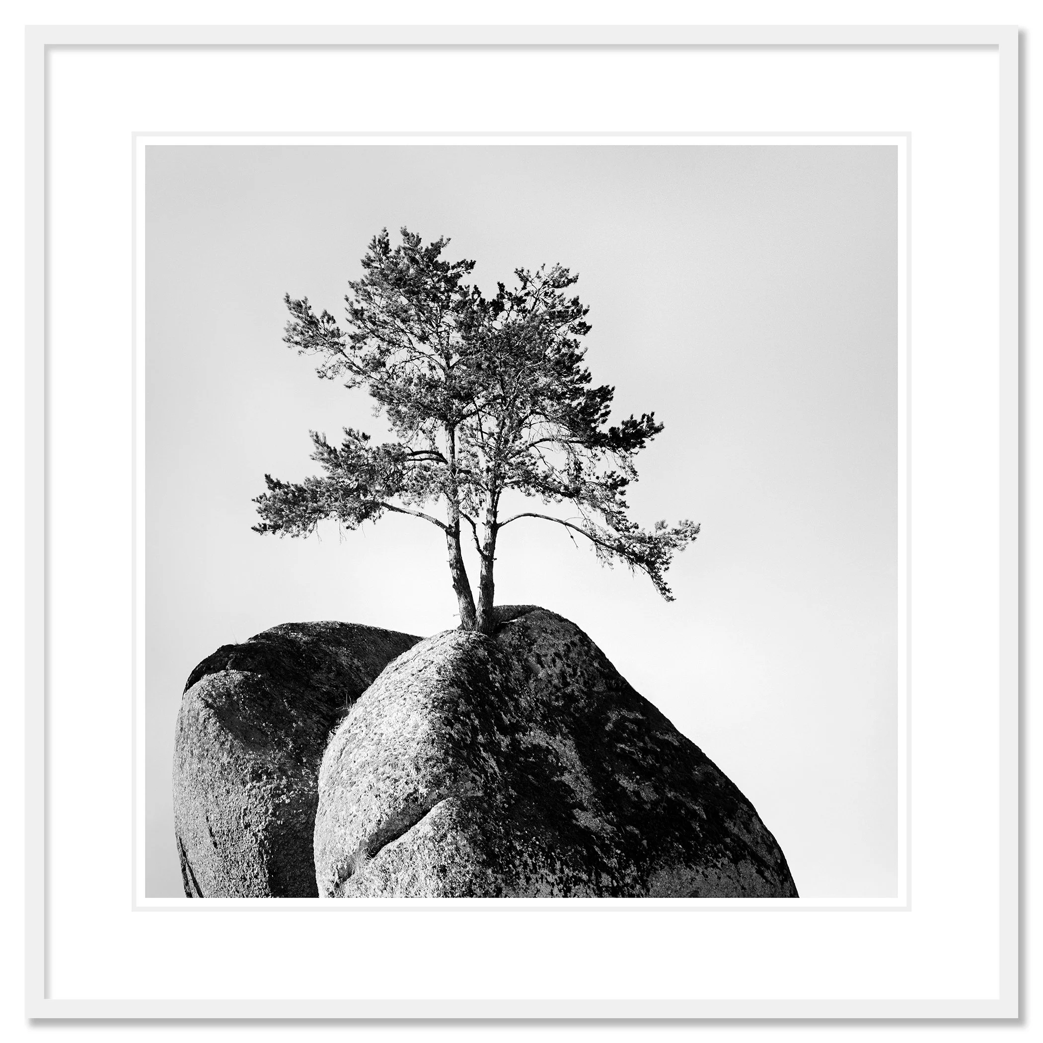 Lonely Tree on the Rock – Austria, black-and-white fine art print in a white aluminium frame with white mount by Gerald Berghammer.