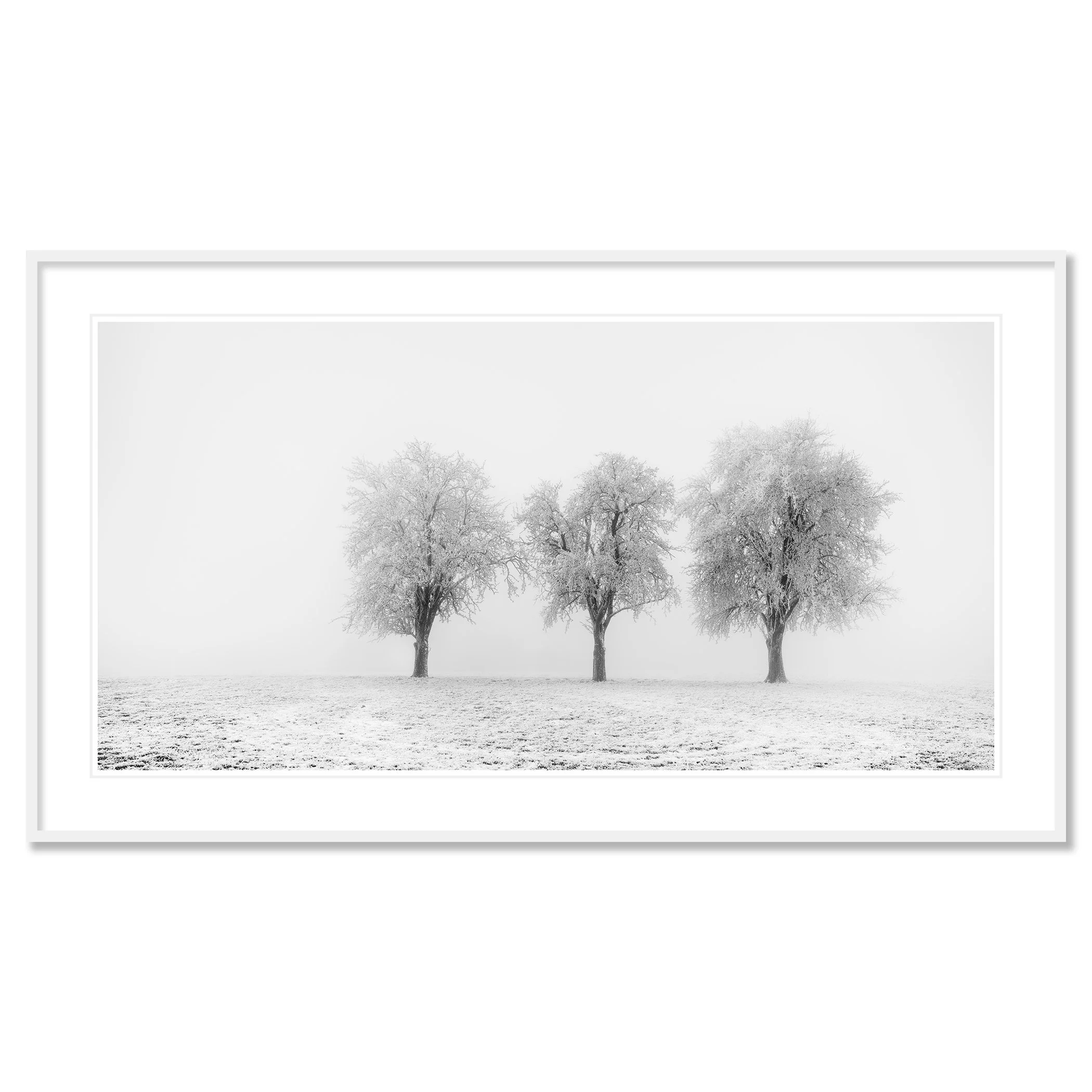 Frozen Apple Trees Panorama Study 2 as an archival pigment print in a white aluminium frame with a white mount by Gerald Berghammer.