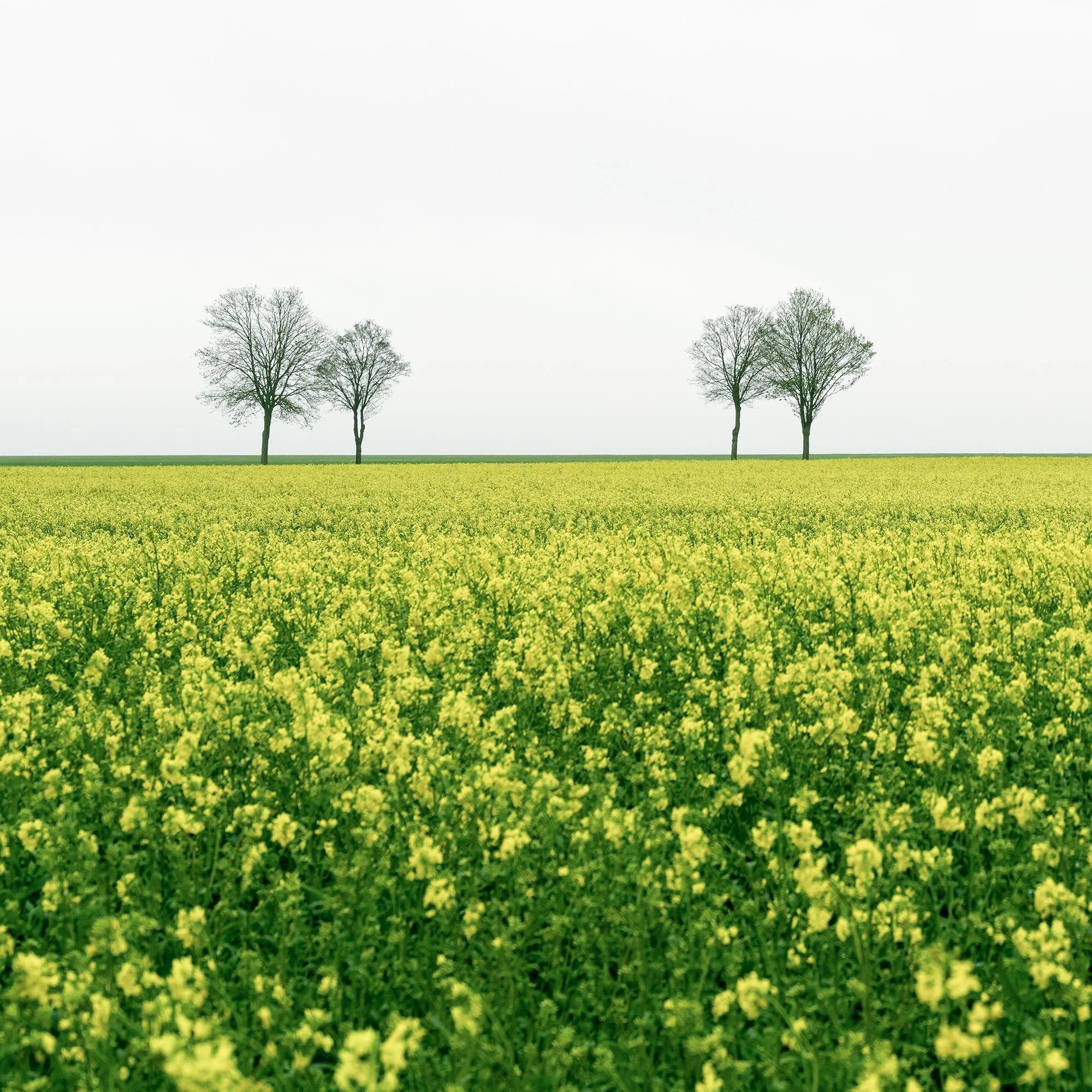 © 2023 Gerald Berghammer - Color landscape photography. A vast green field filled with yellow flowers, with leafless trees in the distance under a cloudy sky. Print detail 1