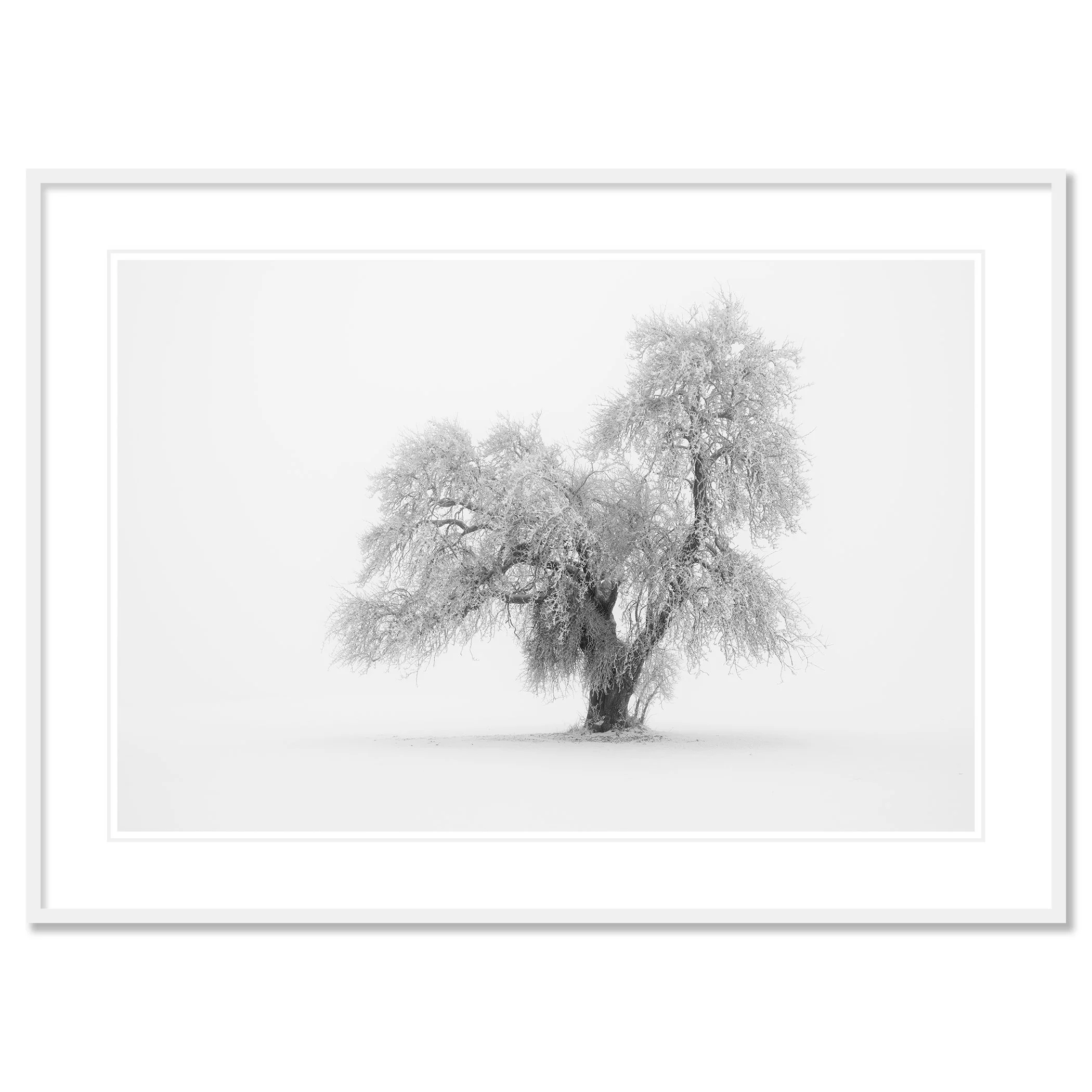Minimalist Winter Tree Study 1 – Austria, archival pigment print in a white aluminium frame with white mount and anti-reflective glass.