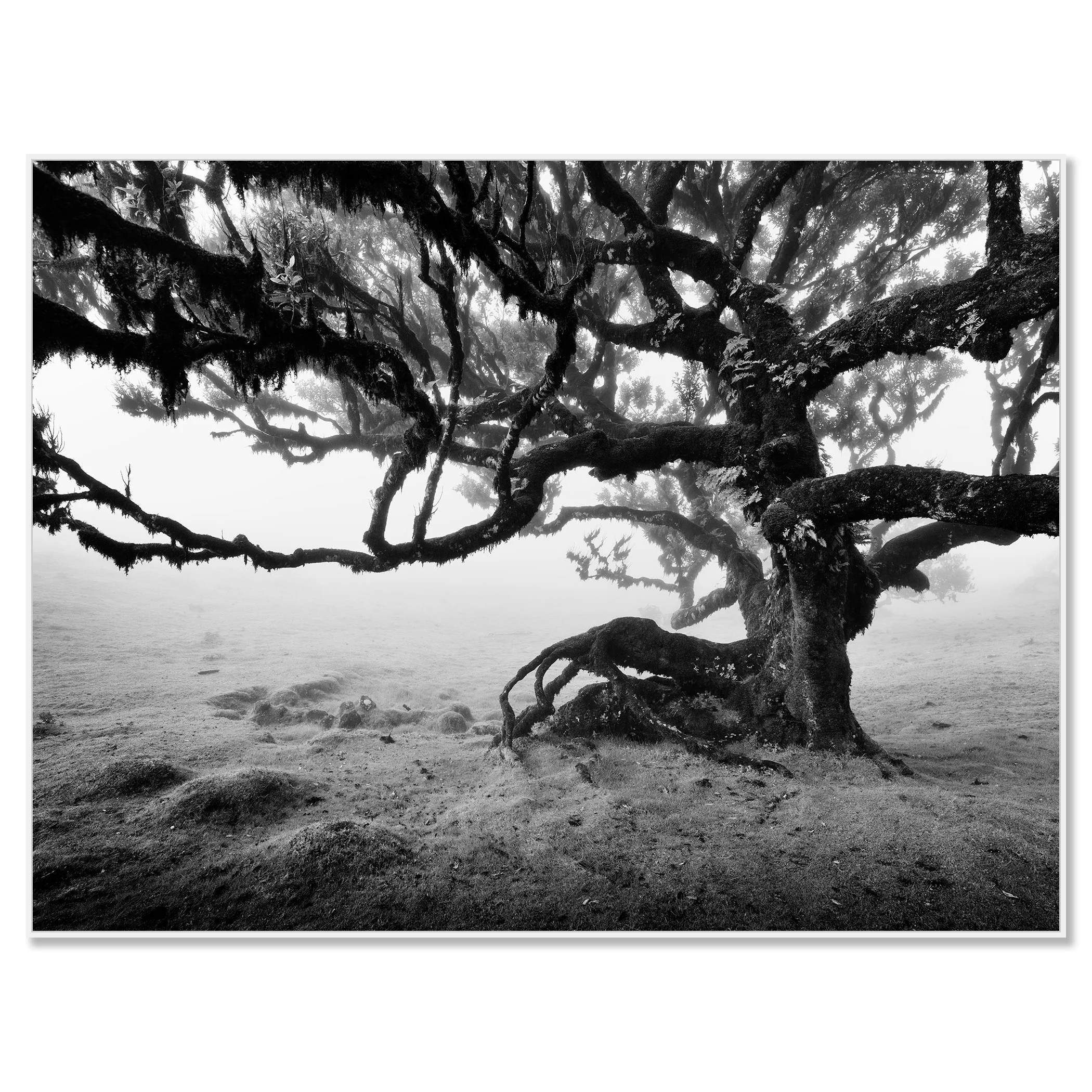 Monochrome landscape image of an ancient laurisilva forest with a gnarled tree in fog – framed ArtBox white