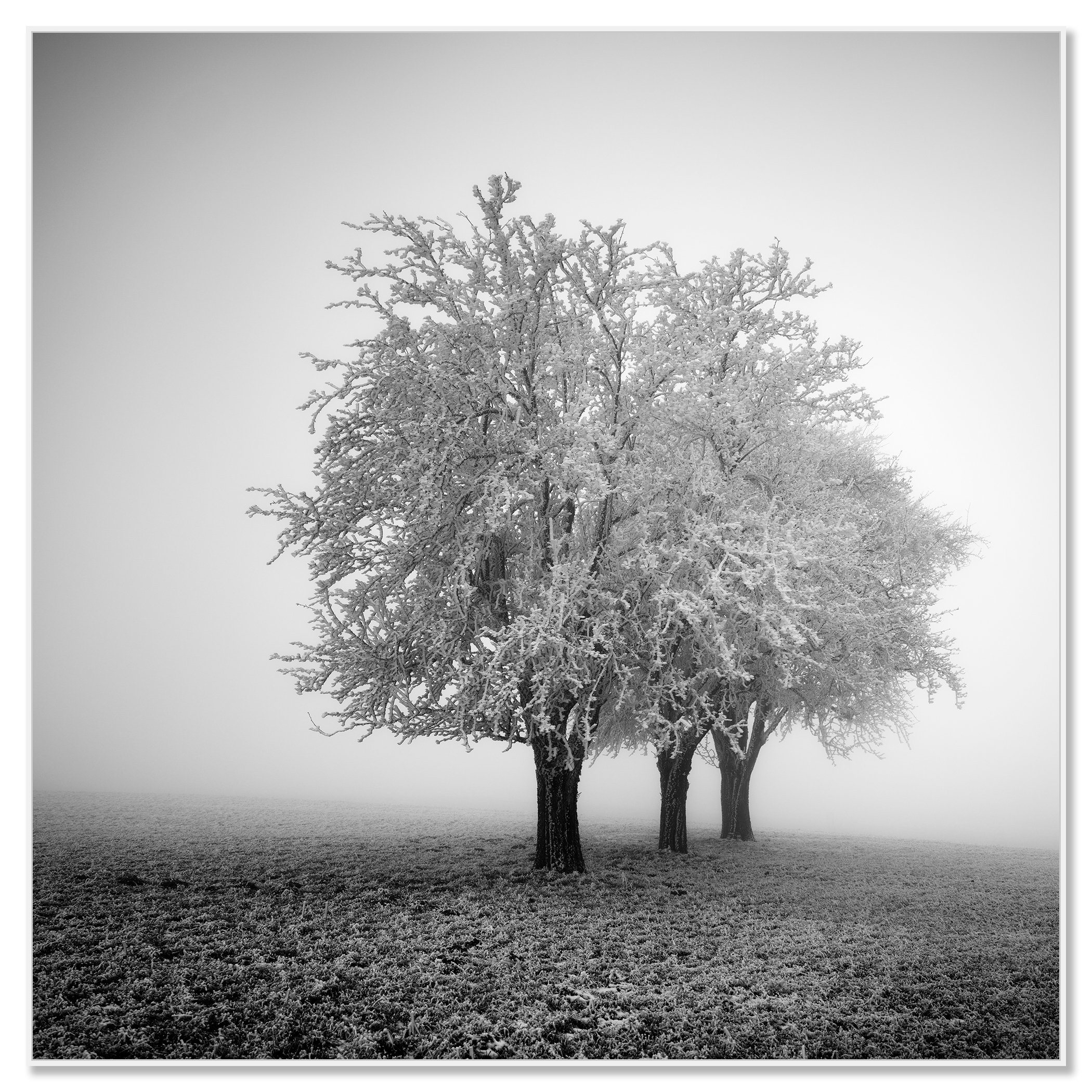 Black and white photo of icy trees in a quiet rural field – framed ArtBox white