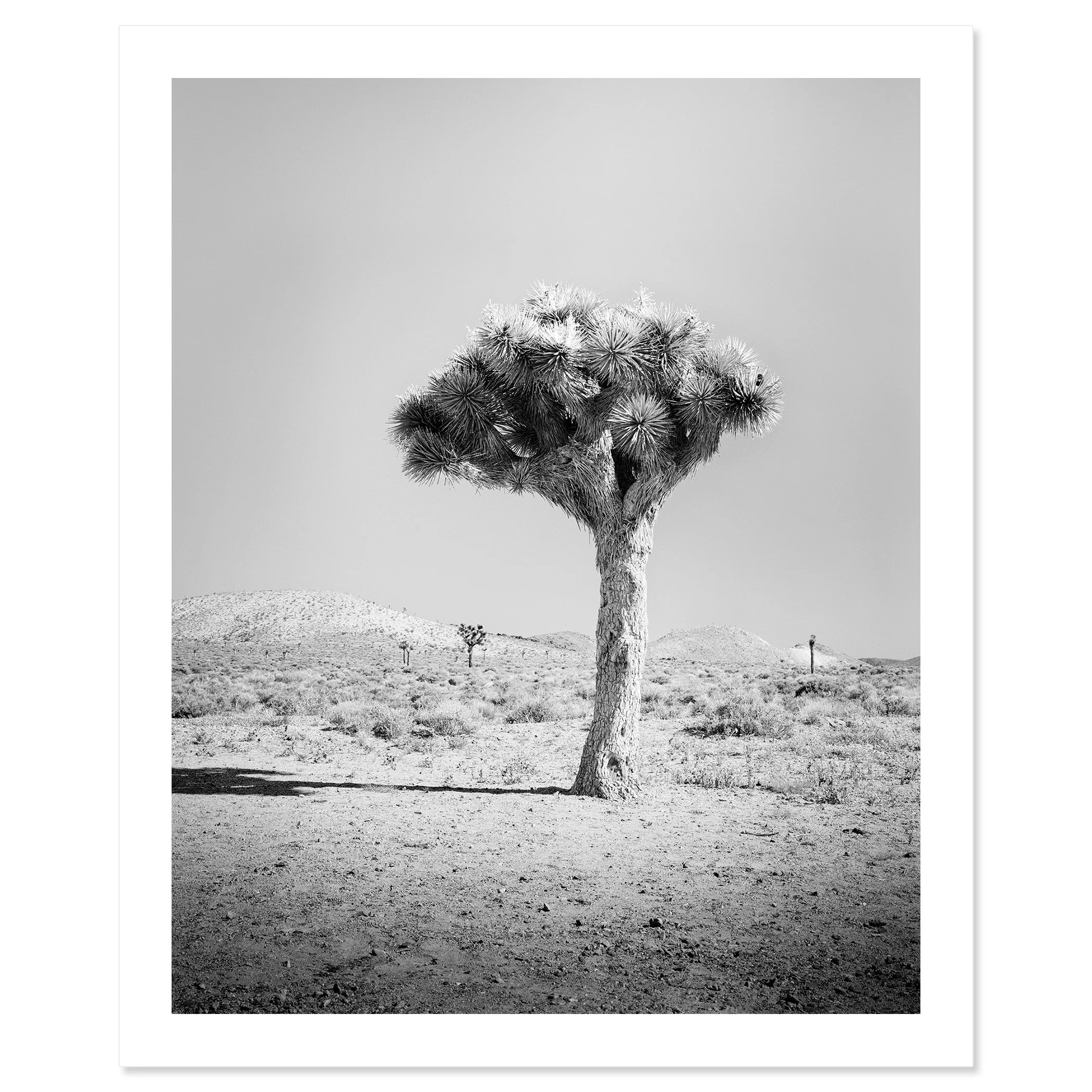 Joshua Tree Study 1 black-and-white fine art print by Gerald Berghammer, California, USA