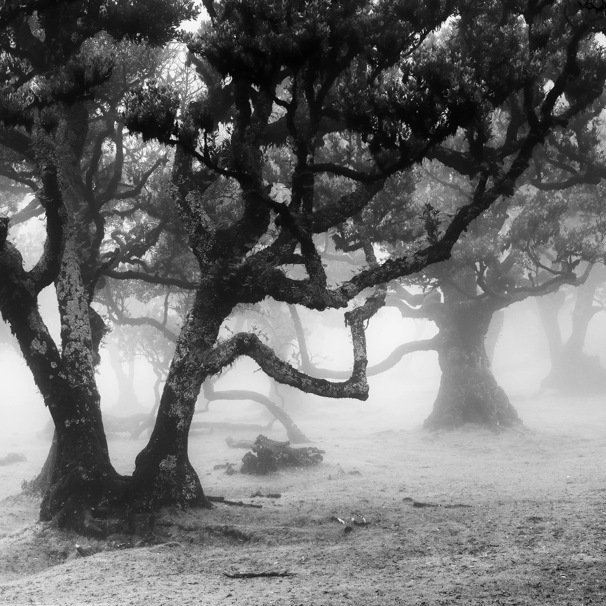 Detail of Fanal Forest Study 1 by Gerald Berghammer showing sculptural laurel branches and layered mist in Madeira.