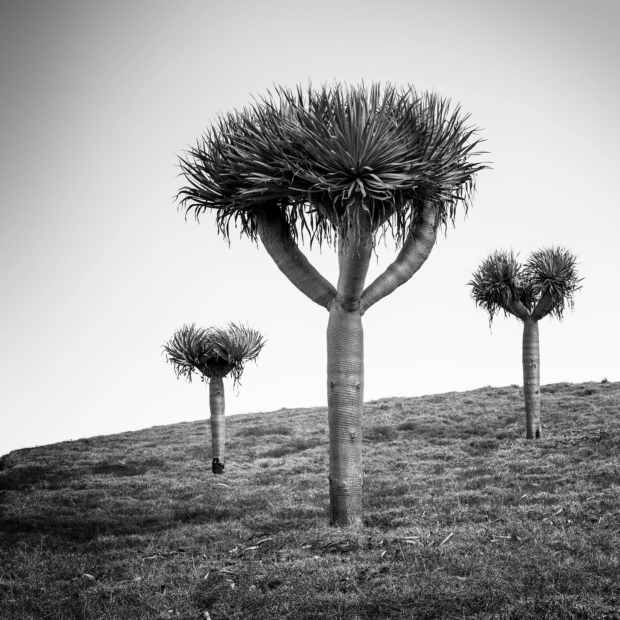 Canary Islands Dragon Tree by Gerald Berghammer, black-and-white fine art photograph of three dragon trees in a minimalist landscape in Madeira, Portugal.