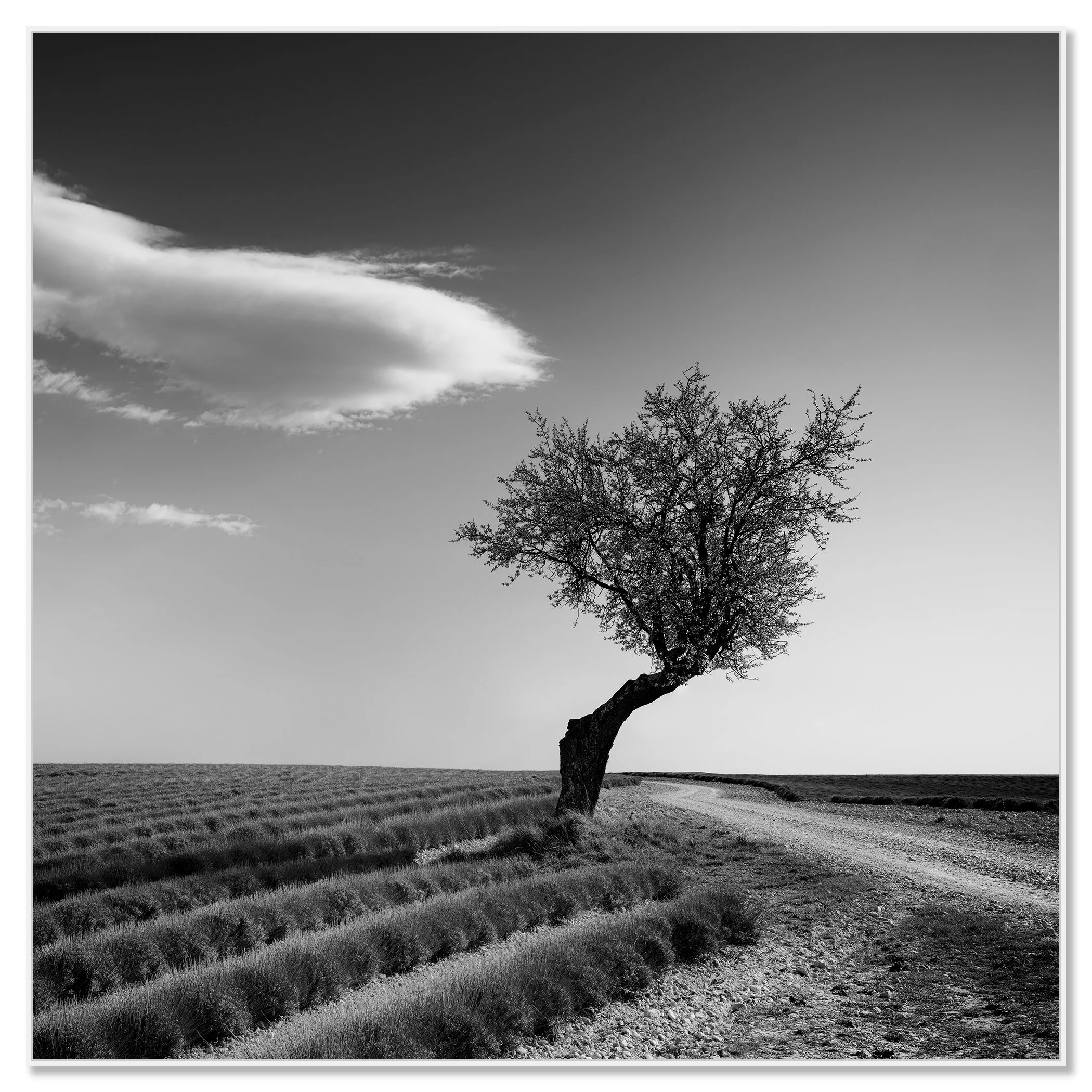 Lavender Field with Lonely Tree Study 1 by Gerald Berghammer, black-and-white Dibond print in a white aluminium ArtBox frame.