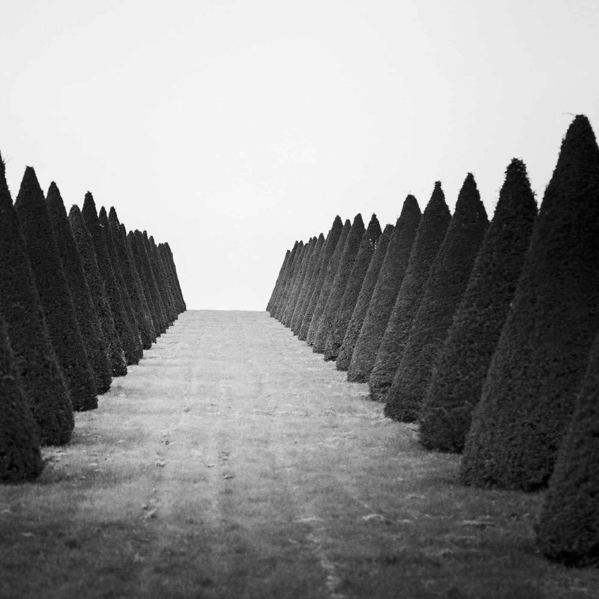 Close detail of Hedges Study 4 showing symmetrical rows of sculpted hedges converging towards the horizon in Versailles.