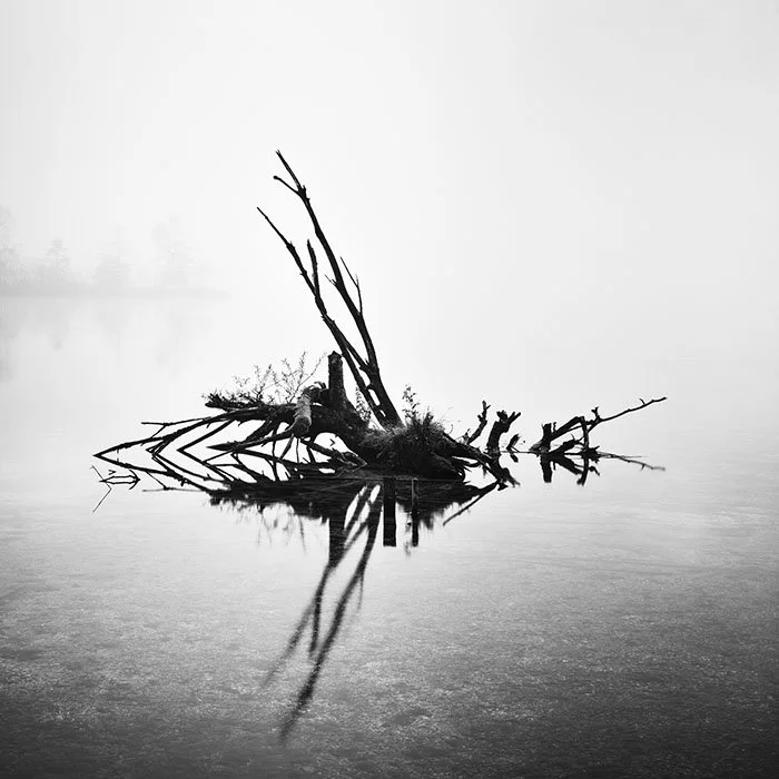 Fallen Tree Study 1 – Austria Gerald Berghammer
