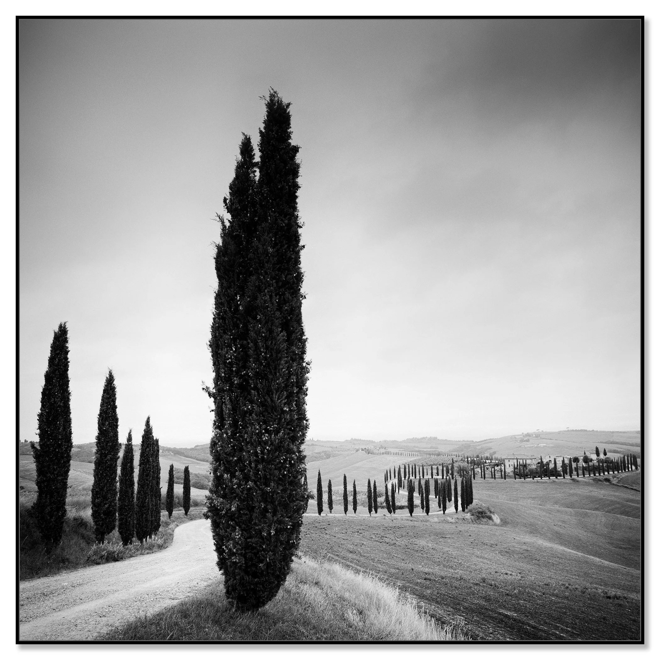Black and white photo of a cypress-lined country road through rolling countryside – framed ArtBox black