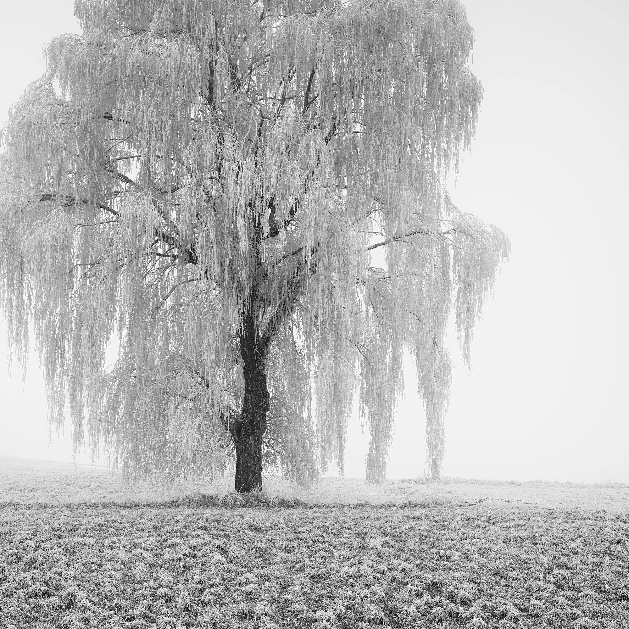 Fine ice formations and delicate winter textures in Frozen Willow Tree Study 1 by Gerald Berghammer.