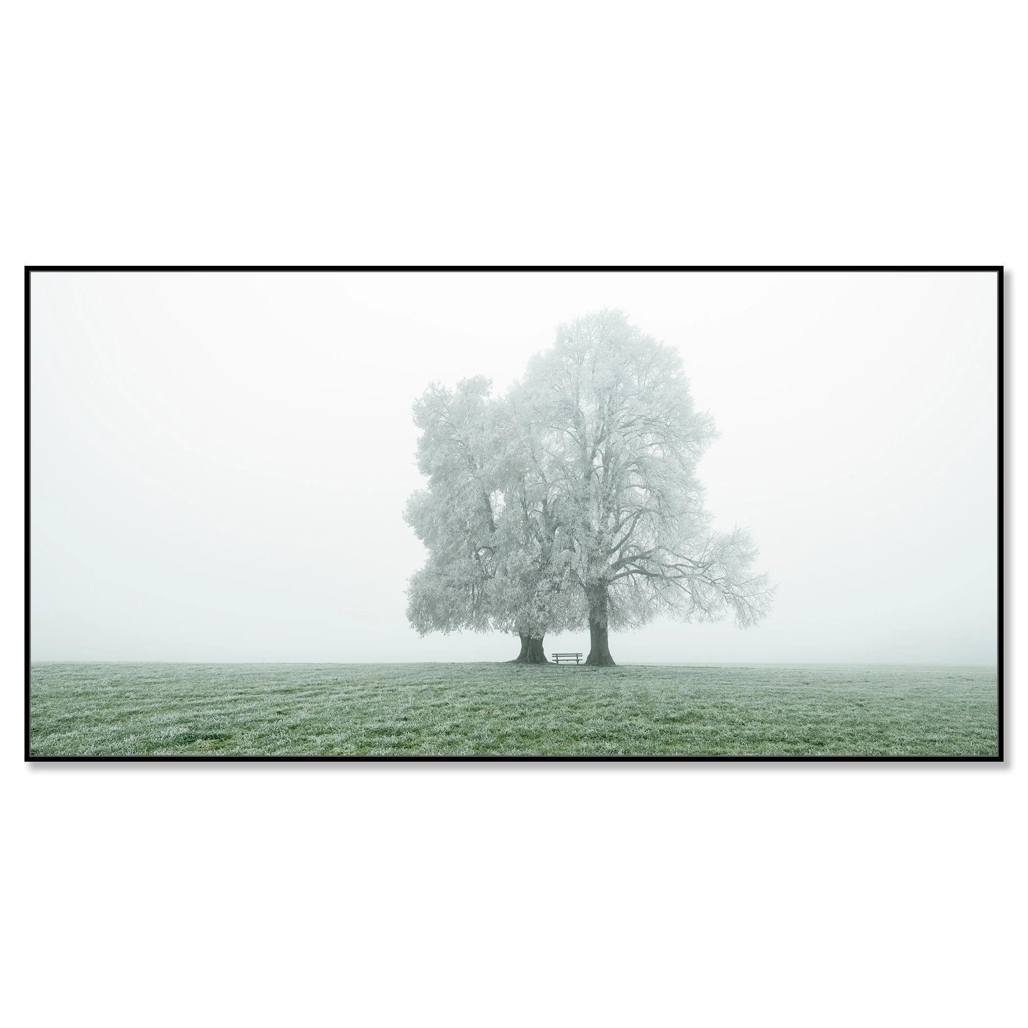 © 2025 Gerald Berghammer - Color panorama photography. Foggy landscape with two large frozen trees and a park bench underneath the trees, on a grassy field. Chromaluxe framed black
