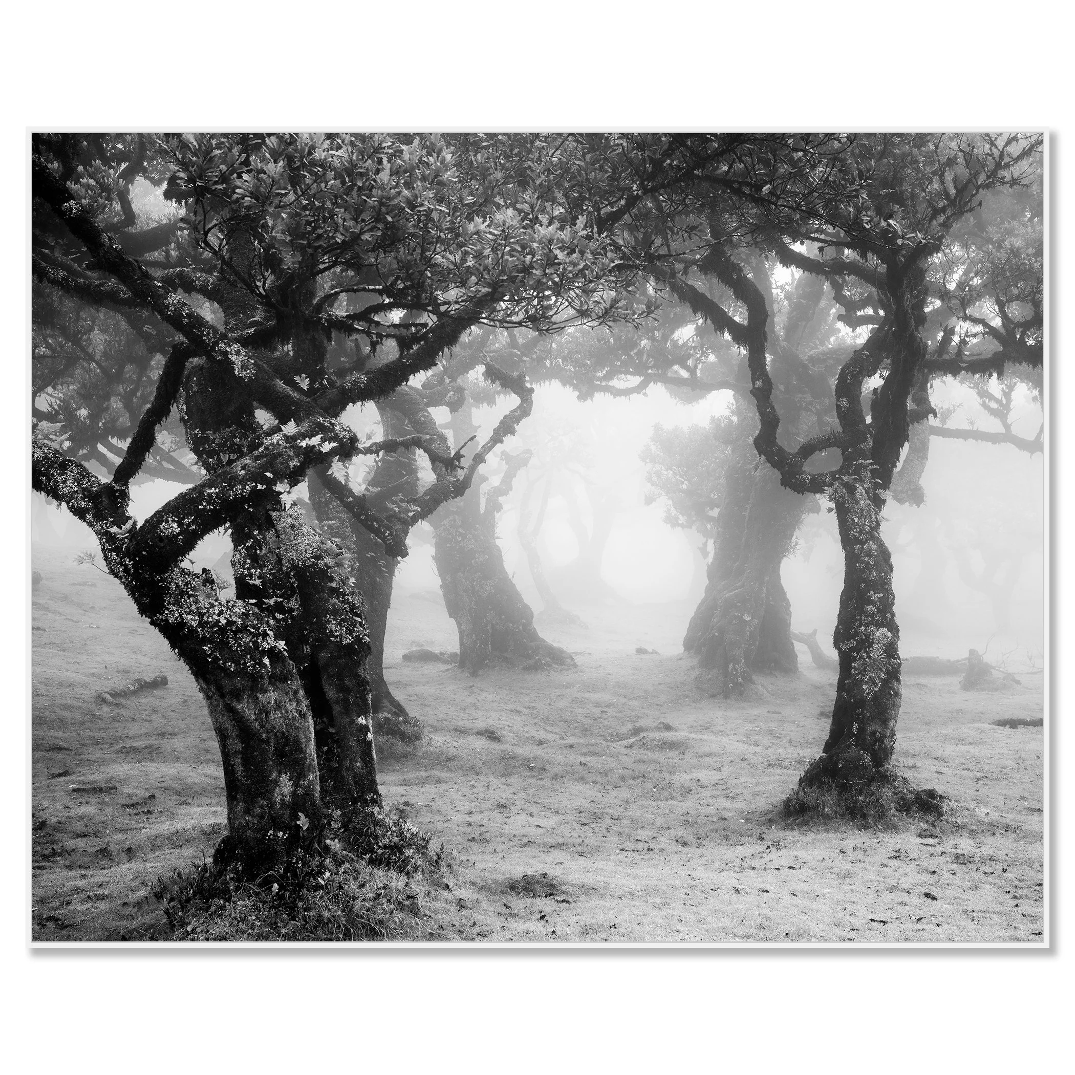 Mystical Forest Clearing – Madeira, black-and-white photograph in a white aluminium ArtBox by Gerald Berghammer.
