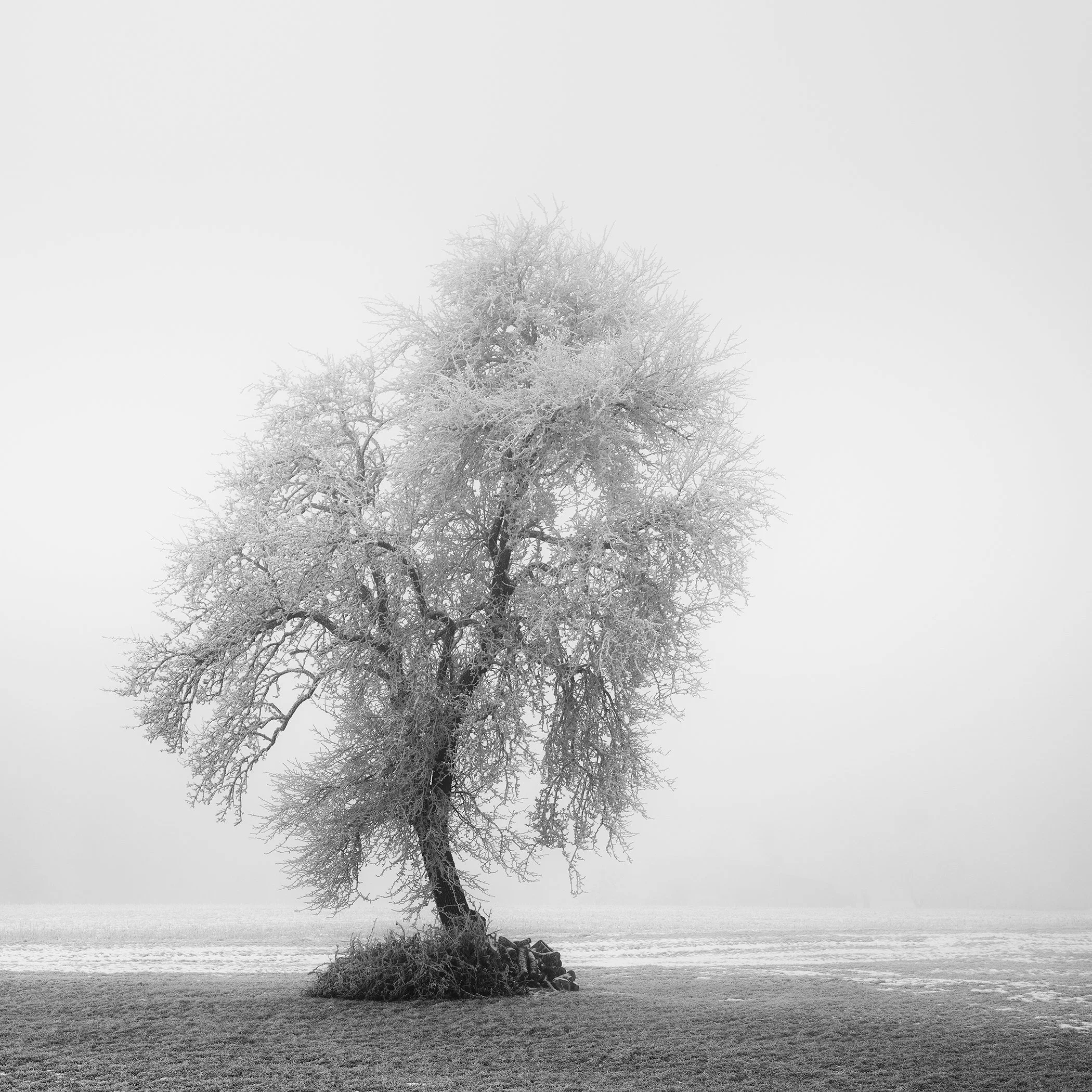 Frozen Farmland Study 2 by Gerald Berghammer, minimalist black-and-white photograph of a solitary frost-covered tree in a misty winter field in Austria.