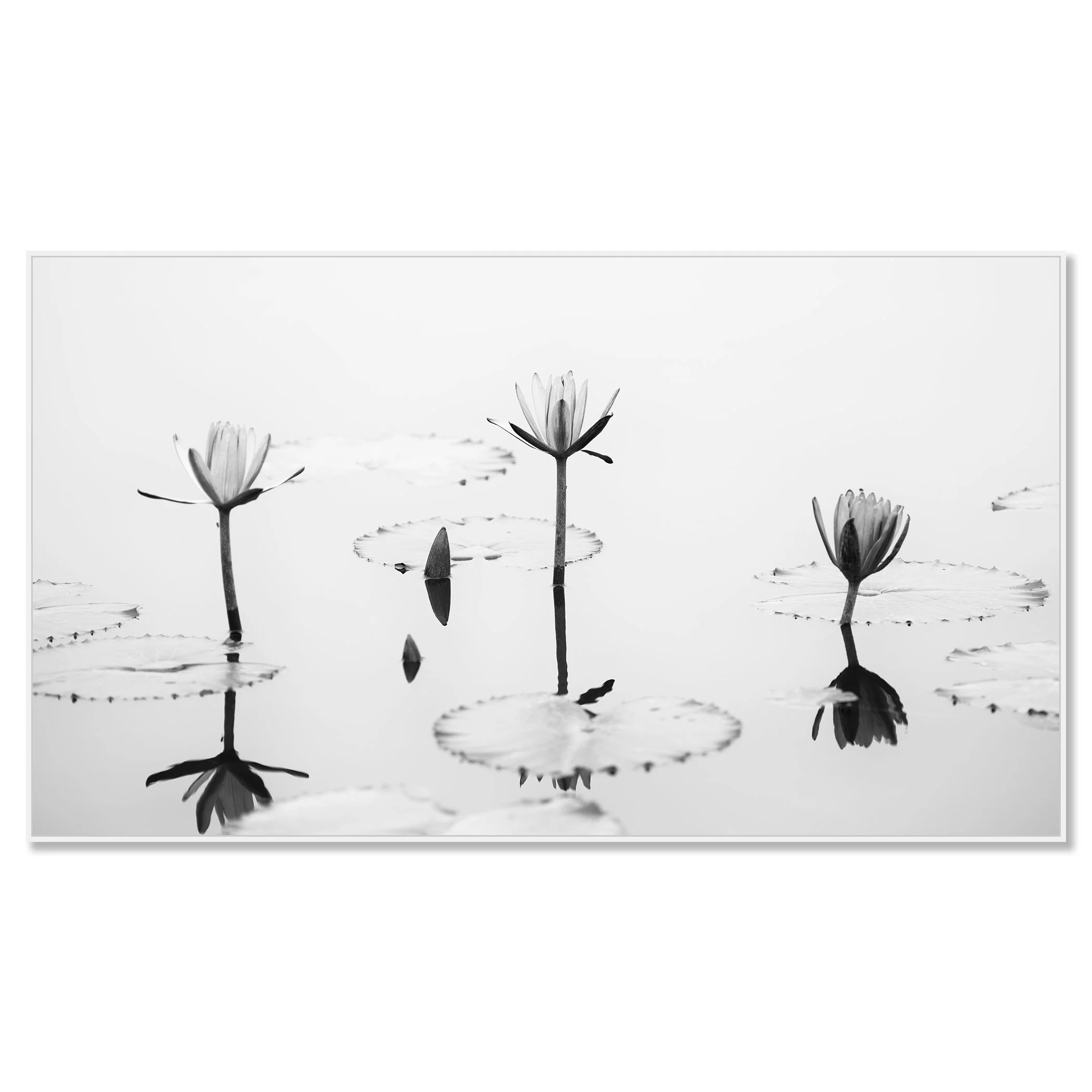 © 2025 Gerald Berghammer - Black and white minimalist waterside photography. Water lilies and lily pads on a calm pond with reflections of the flowers in the water. Chromaluxe framed white