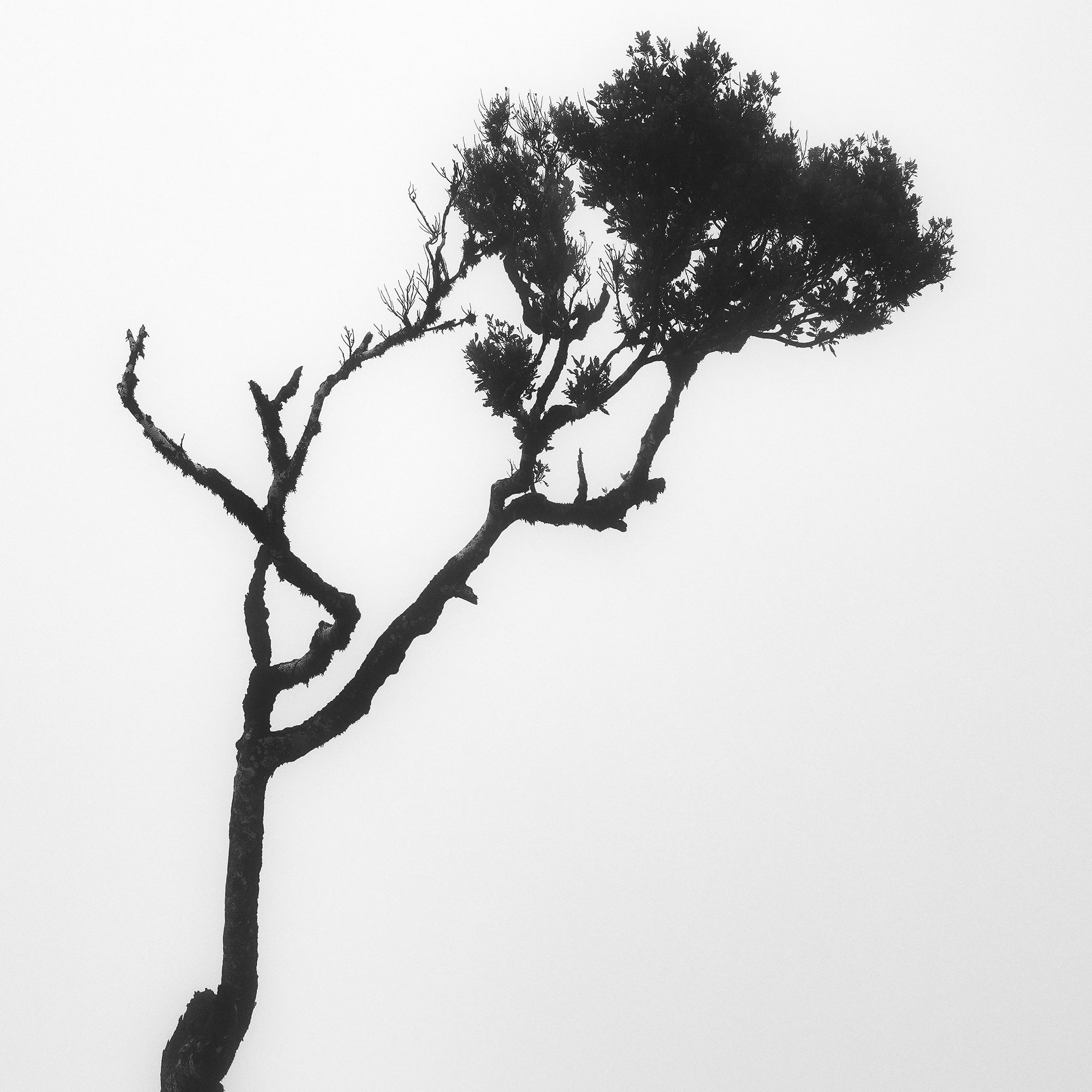 Detail of a solitary tree emerging from luminous fog in Fanal Forest, Madeira, by Gerald Berghammer.