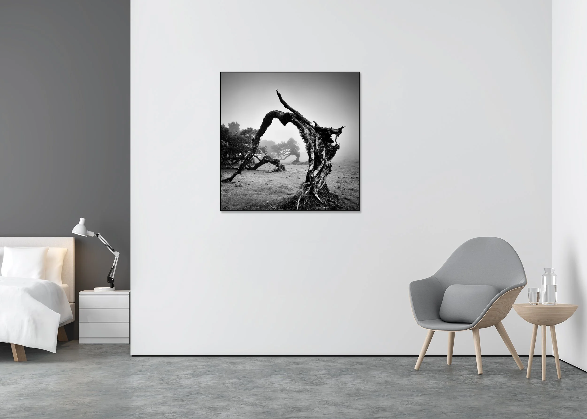 Foggy Fanal Forest, Madeira, in black and white, with windswept trees and moody light, as a photo print mounted on Dibond in an aluminium ArtBox.