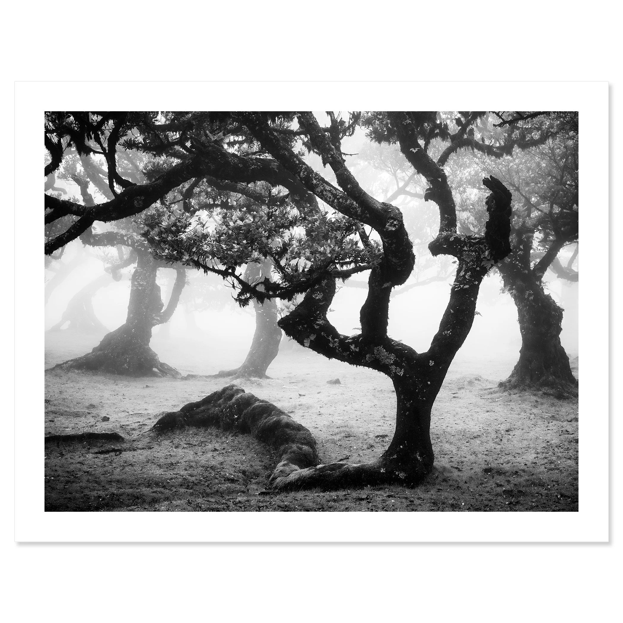 Ancient Laurisilva Forest, Study 13 – archival fine art print with white border by Gerald Berghammer.