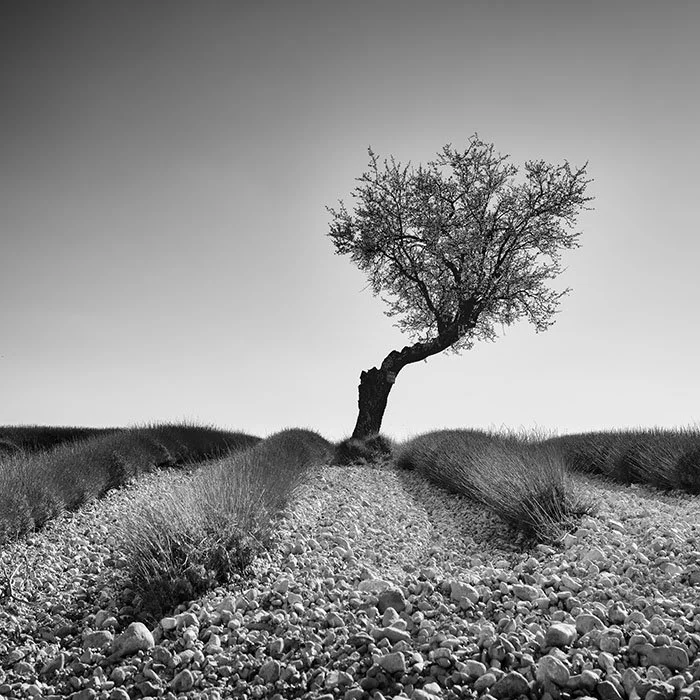 Tree in a Stony Lavender Field, Study 1 – France | Gerald Berghammer