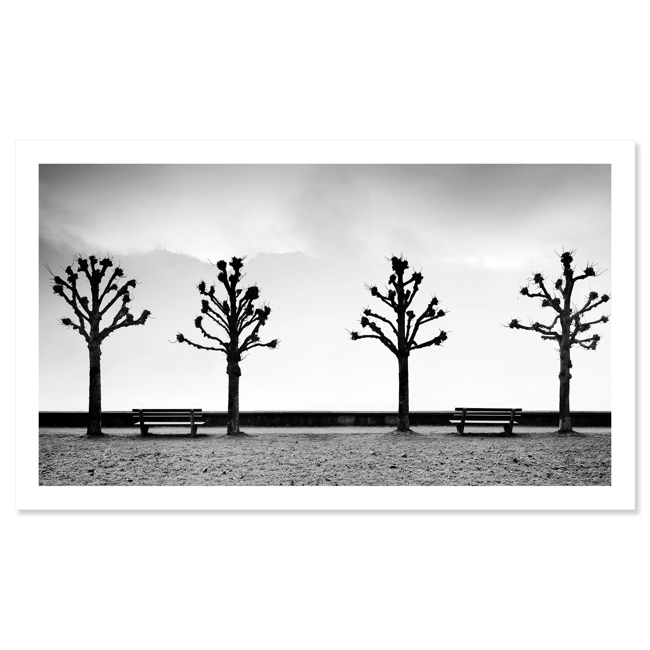 Esplanade with Chestnut Trees by Gerald Berghammer, black-and-white photograph mounted frameless on aluminium Dibond.