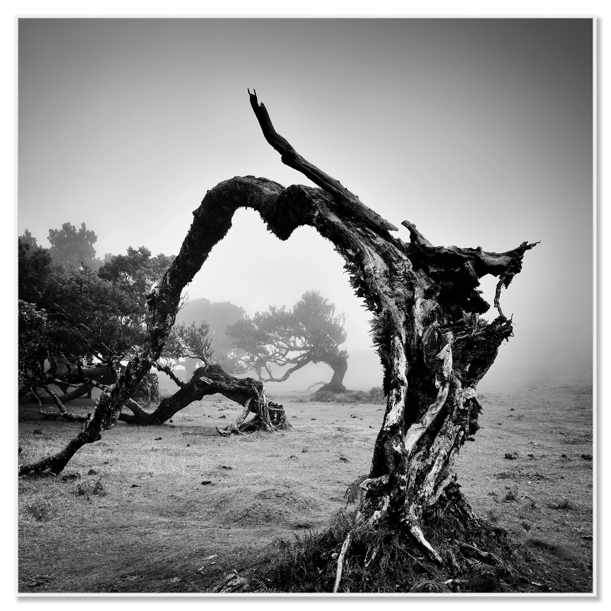 Black and white photo of old angled trees in morning mist at Fanal Forest, Madeira – framed ArtBox white