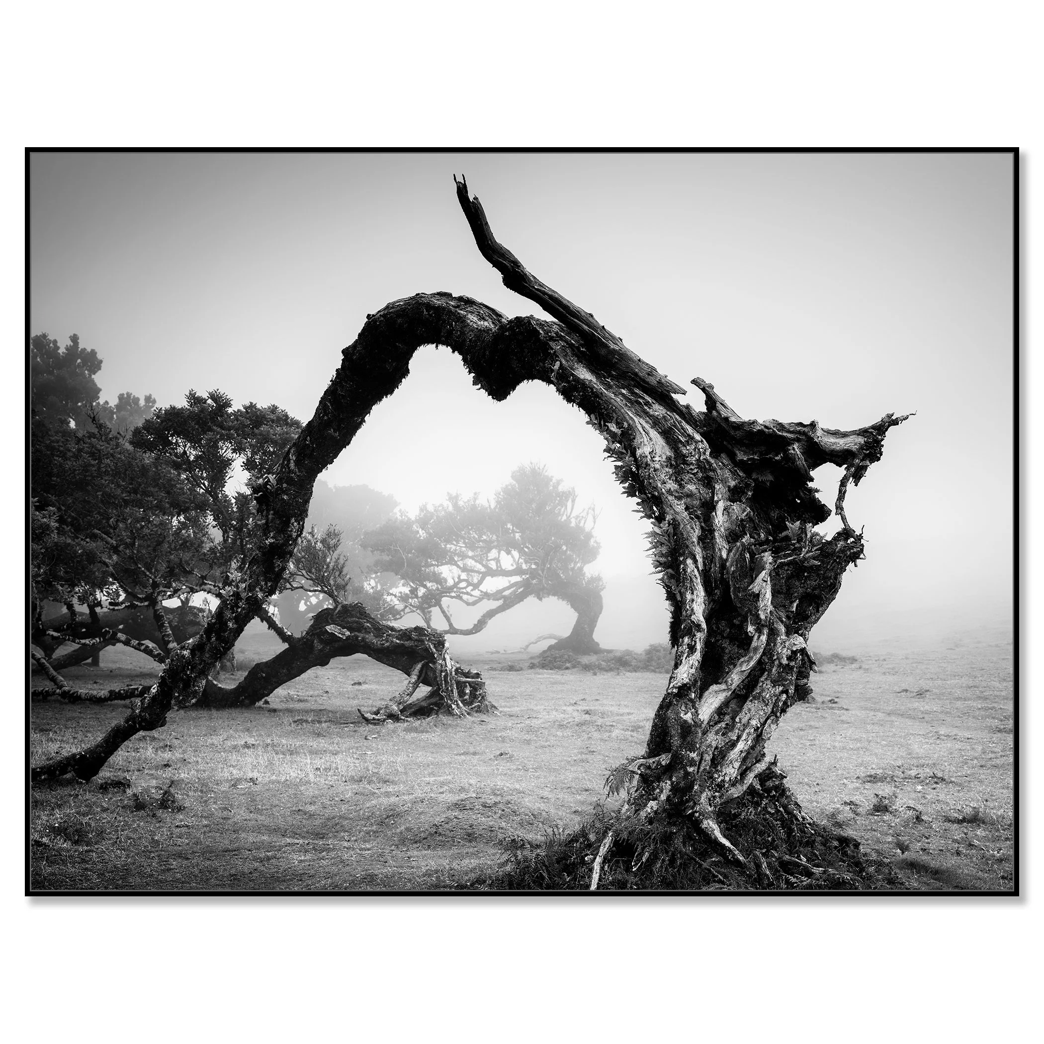 Bent Tree in the Fog Study 1 presented as a black-and-white Dibond print in a black aluminium ArtBox frame by Gerald Berghammer.