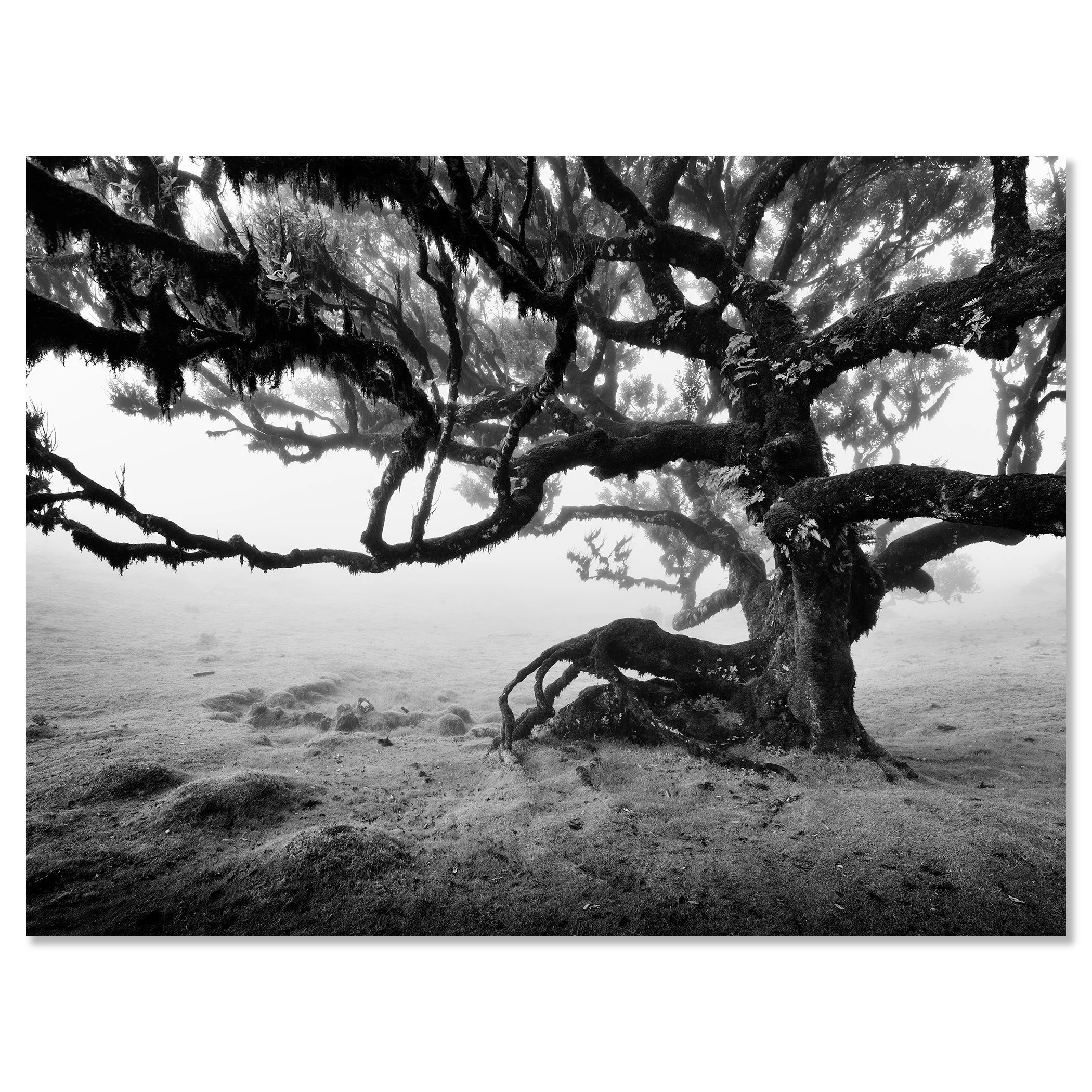 Monochrome landscape image of an ancient laurisilva forest with a gnarled tree in fog – dibond frameless