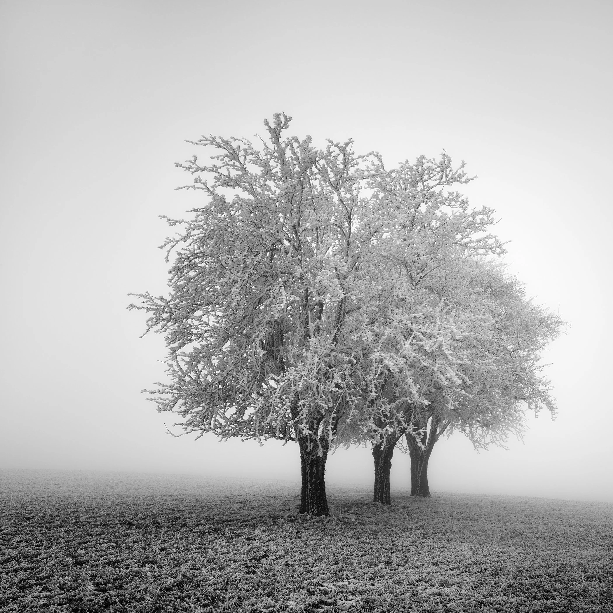 Frozen Apple Trees Study 2 – three frost-covered apple trees in a misty Austrian winter landscape, black-and-white fine art photograph by Gerald Berghammer.