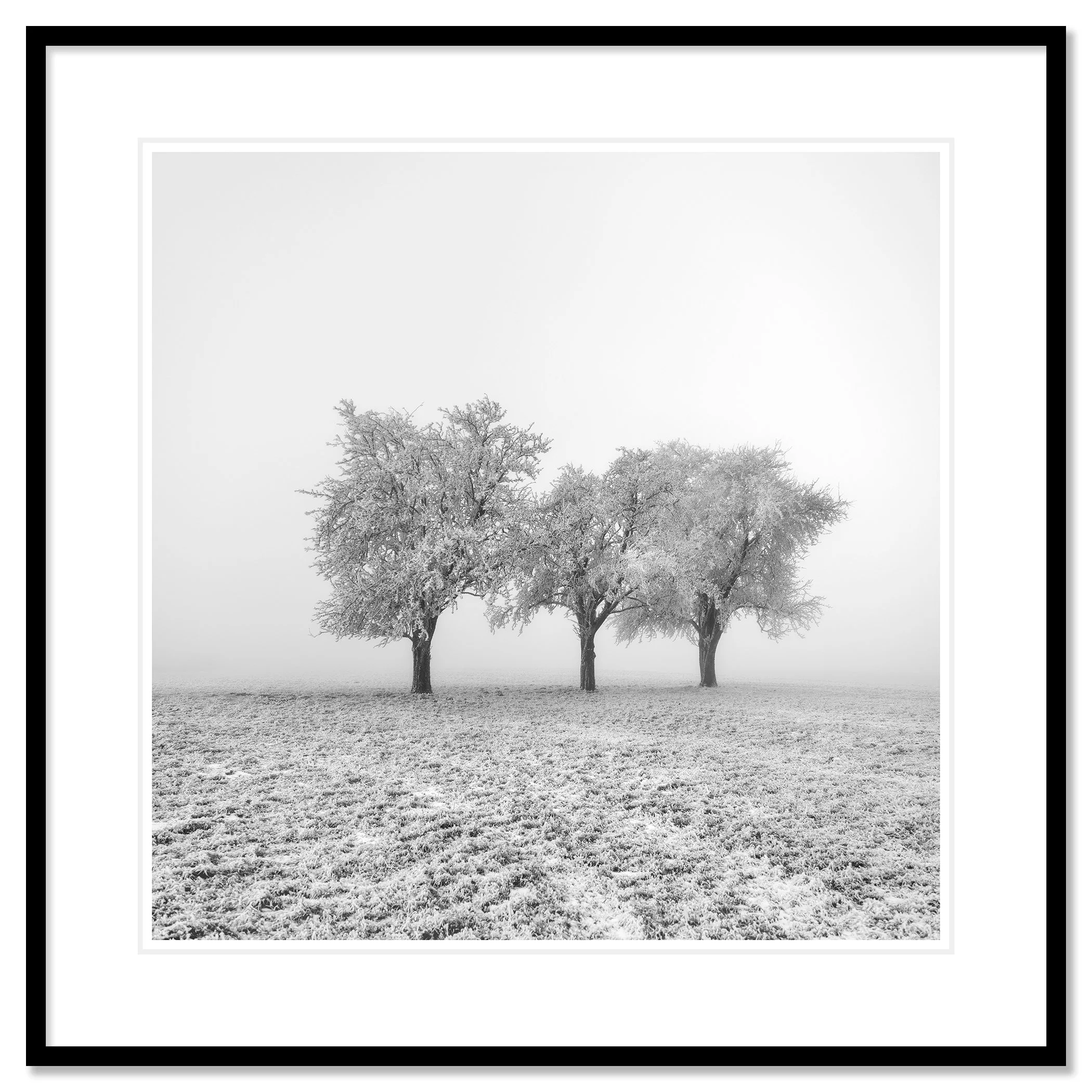 Frozen Apple Trees Study 1 – Austria, archival pigment print in a black aluminium frame with white mount by Gerald Berghammer.