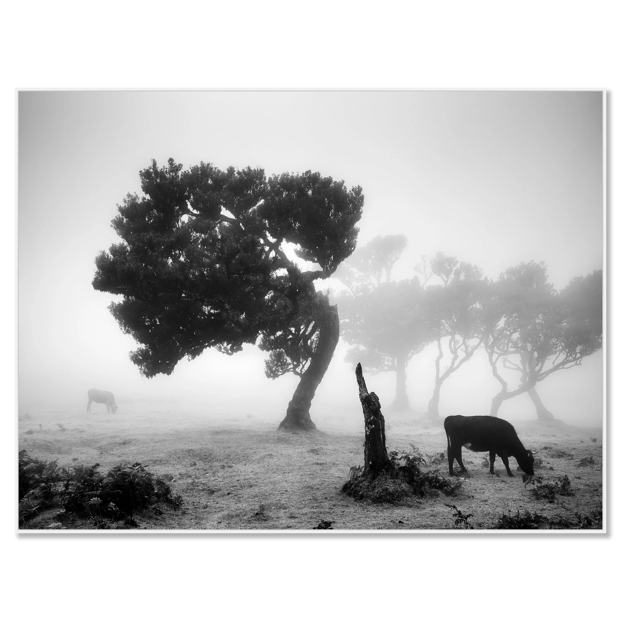 Black-and-white photo of a cow grazing in fog beside a wind-bent tree in Fanal Forest, Madeira – framed ArtBox white