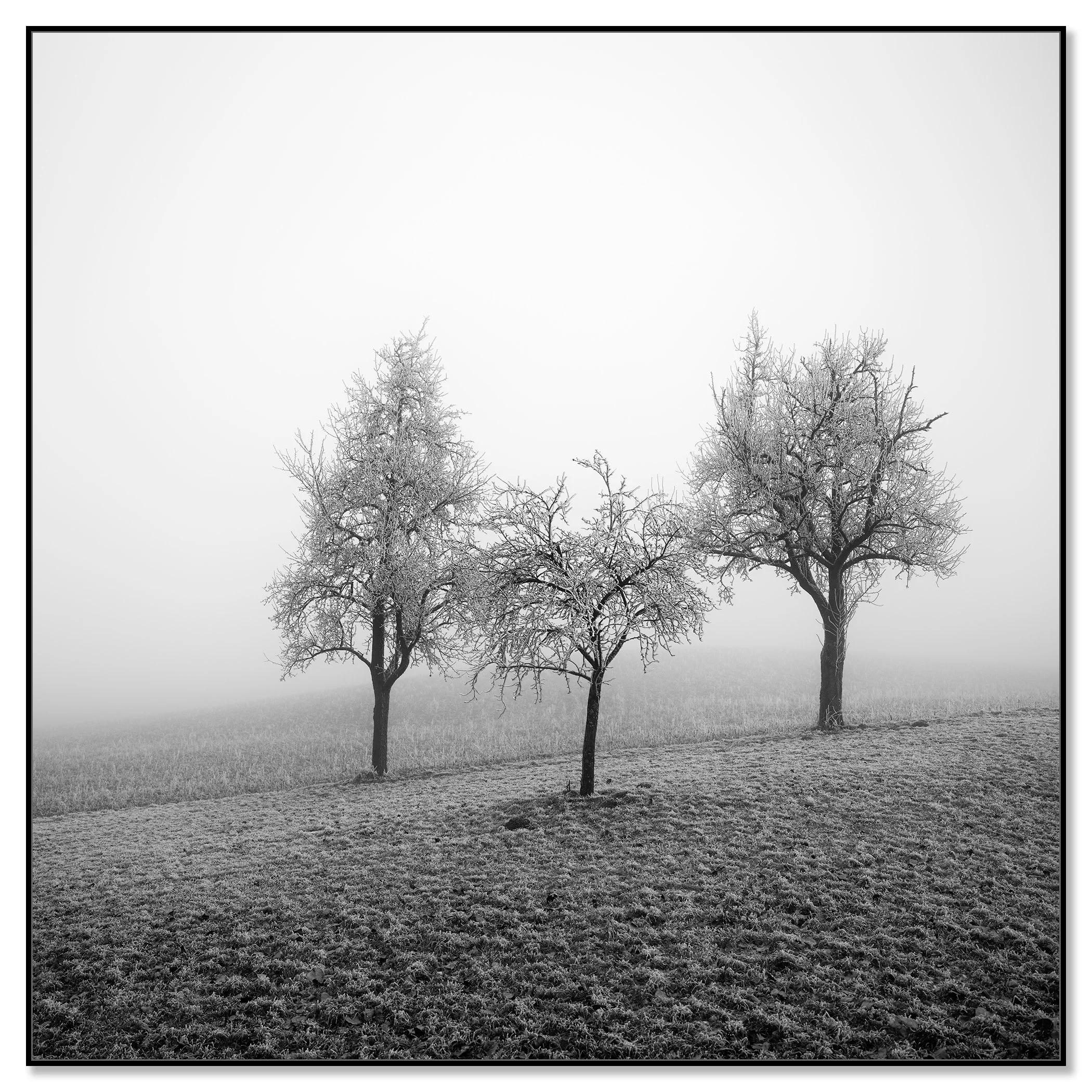Three frost-covered fruit trees in a misty winter landscape in Austria, presented in a black aluminium ArtBox frame by Gerald Berghammer.