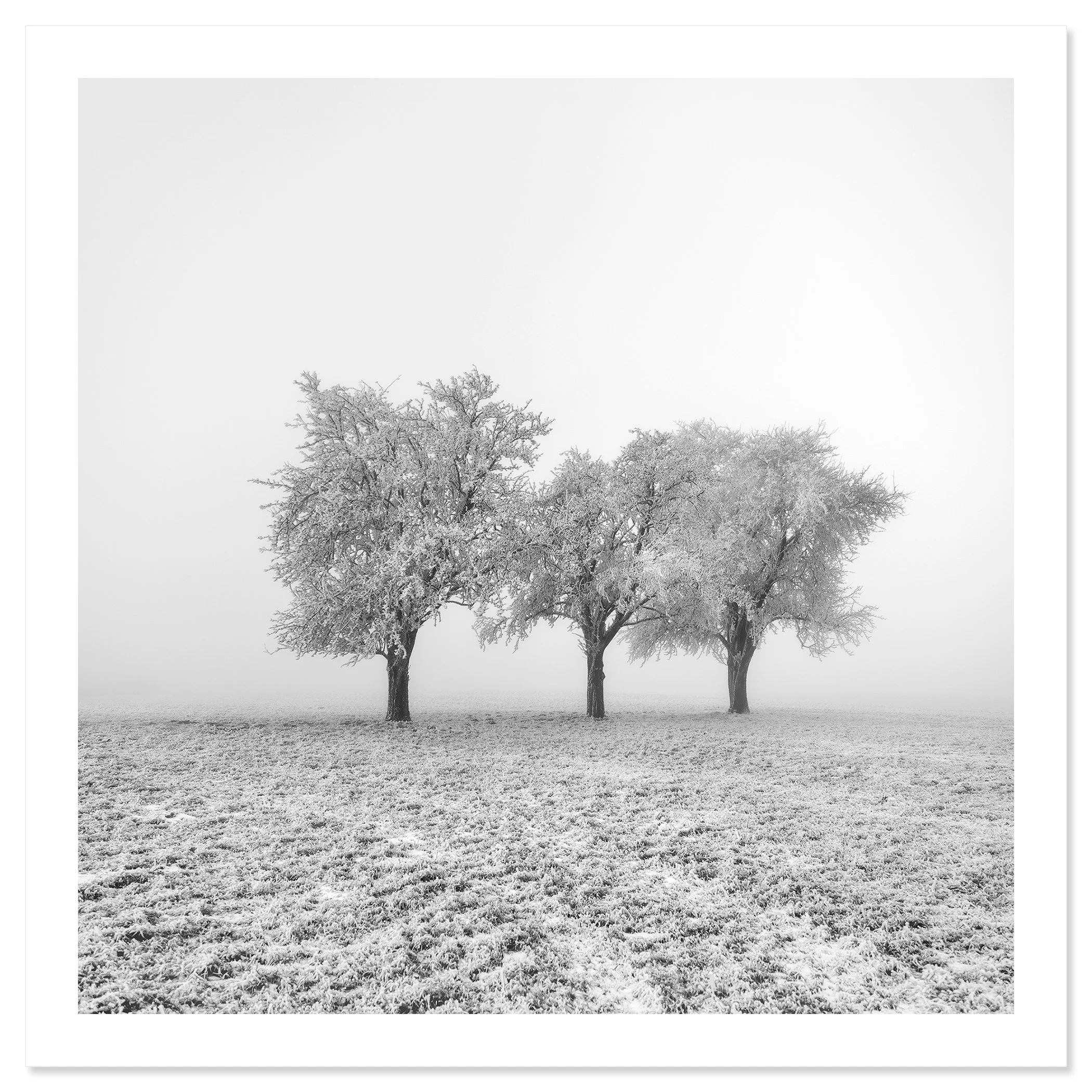 Frozen Apple Trees Study 1 – Austria, black-and-white archival pigment print on Hahnemühle Photo Rag Baryta by Gerald Berghammer.