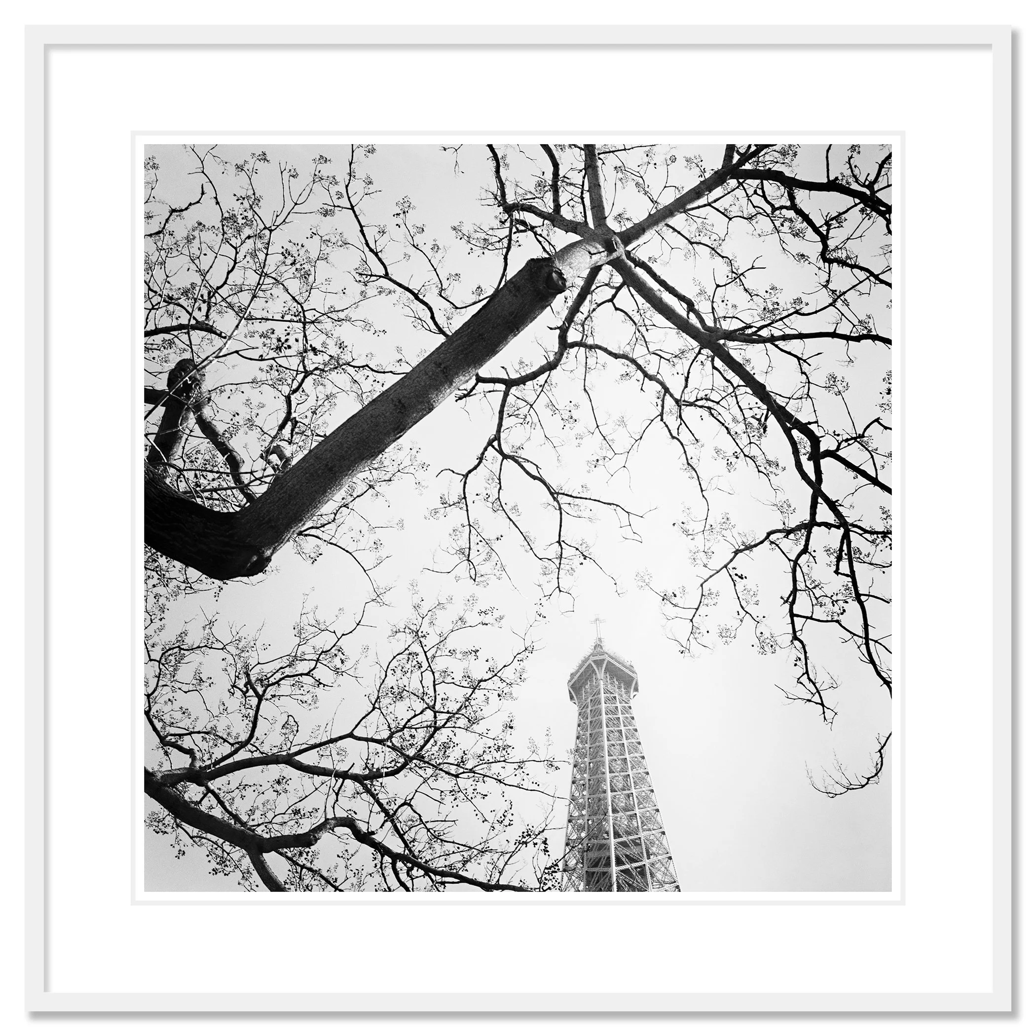 Tree and the Eiffel Tower – fine art print in a white aluminium frame with white mount by Gerald Berghammer