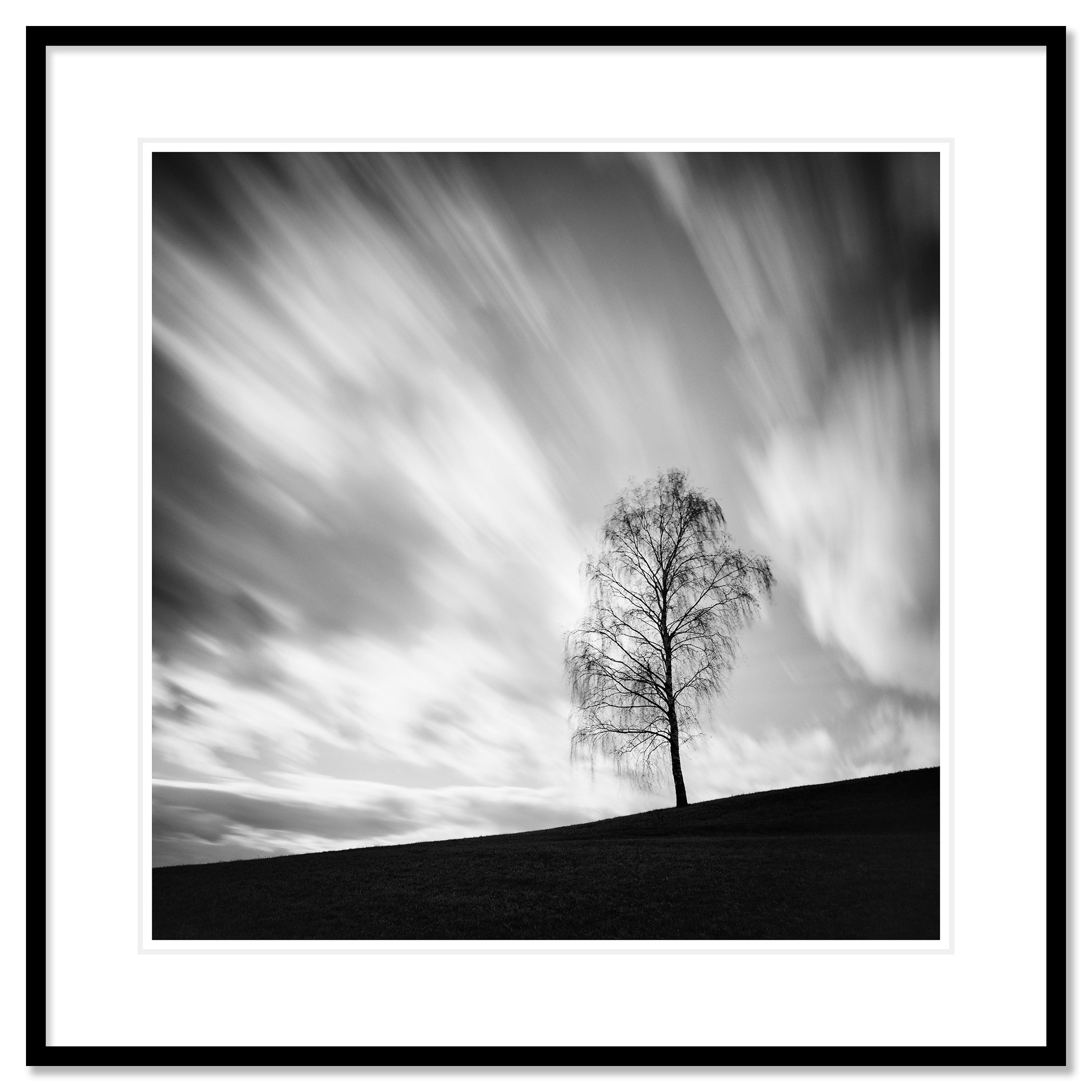Black Birch by Gerald Berghammer shown as an archival pigment print in a black aluminium frame with a white mount.