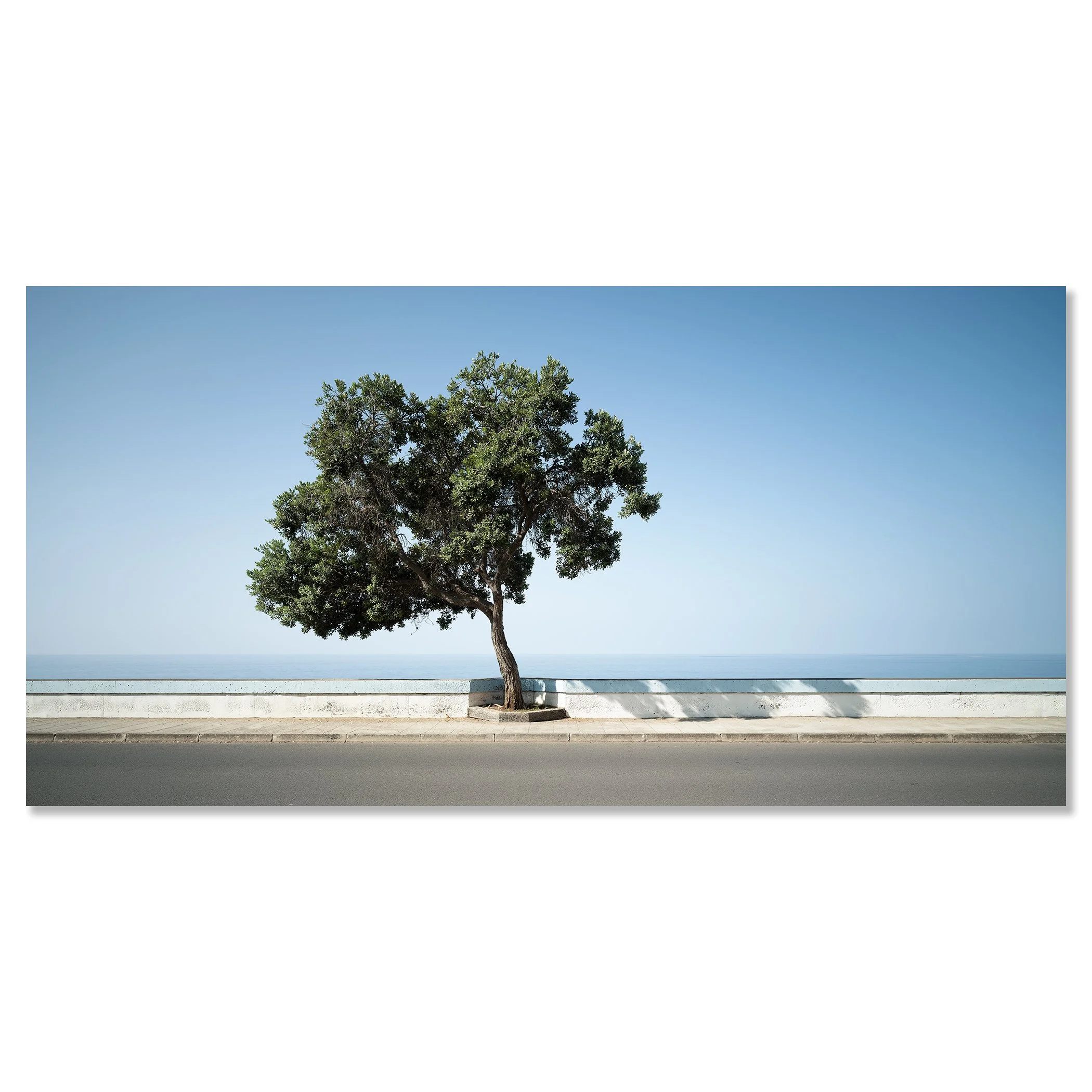 Gerald Berghammer - Color Landscape Photography. A lone tree with green leaves growing beside a paved road, with the ocean and a clear blue sky. Chromaluxe frameless