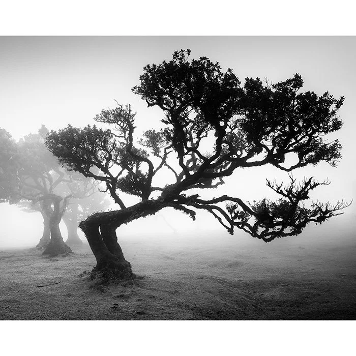 Ancient Laurisilva Forest Study 1 – Portugal | Gerald Berghammer